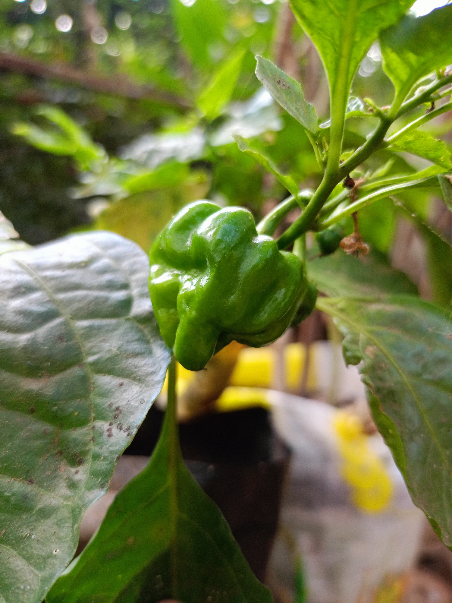 An extreme close-up shot focuses on a single, unripe green chili pepper. The pepper has a wrinkled texture and is growing on a plant with vibrant green leaves and a slender stem. The background is blurred, showing more green foliage, some out-of-focus bright yellow and white objects, and darker brown areas, possibly indicating a pot or the ground. The lighting is natural, casting highlights on the pepper's smooth, waxy surface. The image appears to be taken outdoors, given the natural light and plant life. The location in Jelbuk, Indonesia, is a detail that cannot be discerned from the visual information alone and is therefore not included in the description of the scene.