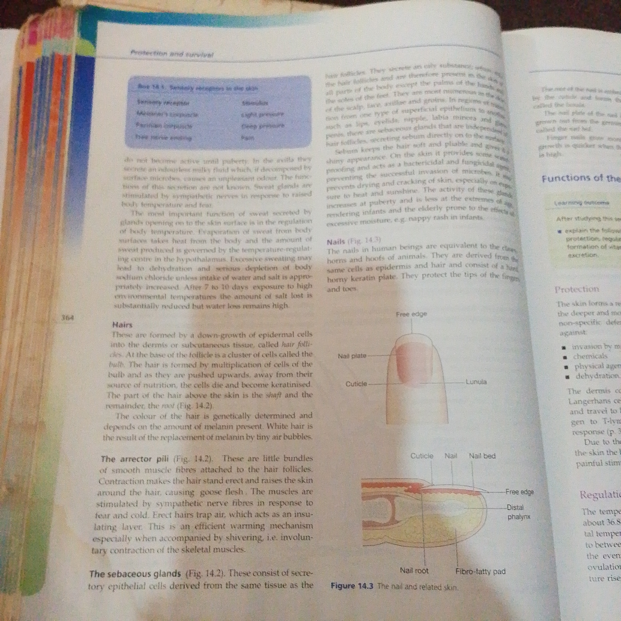 The image displays two pages of an open textbook. The left page has a heading "Protection and survival" and a table listing sensory receptors and their associated stimuli. Below the table, there is a section on "Hairs" and "The arrector pili." The right page has a heading "Functions of the" and a diagram illustrating the structure of a nail. The text on the right page discusses nails and their function, and a section on "Protection." There are also illustrations of a nail and its parts, as well as a cross-section of the skin. The pages are marked with page numbers, with the left page showing "364". The image is a close-up of the textbook pages, with no other context or elements visible. There is no information in the image that would suggest a location in Jalingo, Nigeria, or any details about people, actions, interactions, or environment outside of the textbook content.