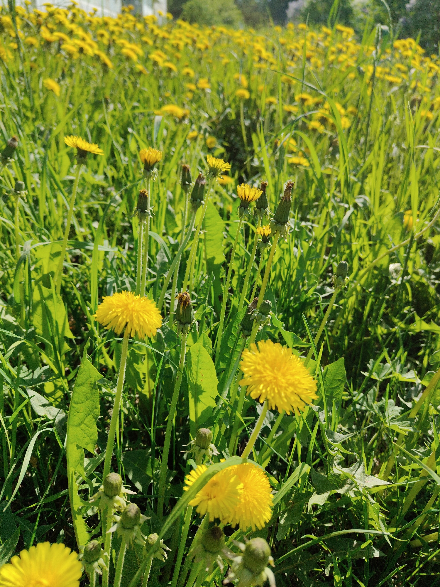 A field of dandelions in full bloom, interspersed with green grass, under bright sunlight in an urban area. Many dandelions are closed, and some are open and blooming. The blurred background suggests a city setting of Unknown, Unknown.