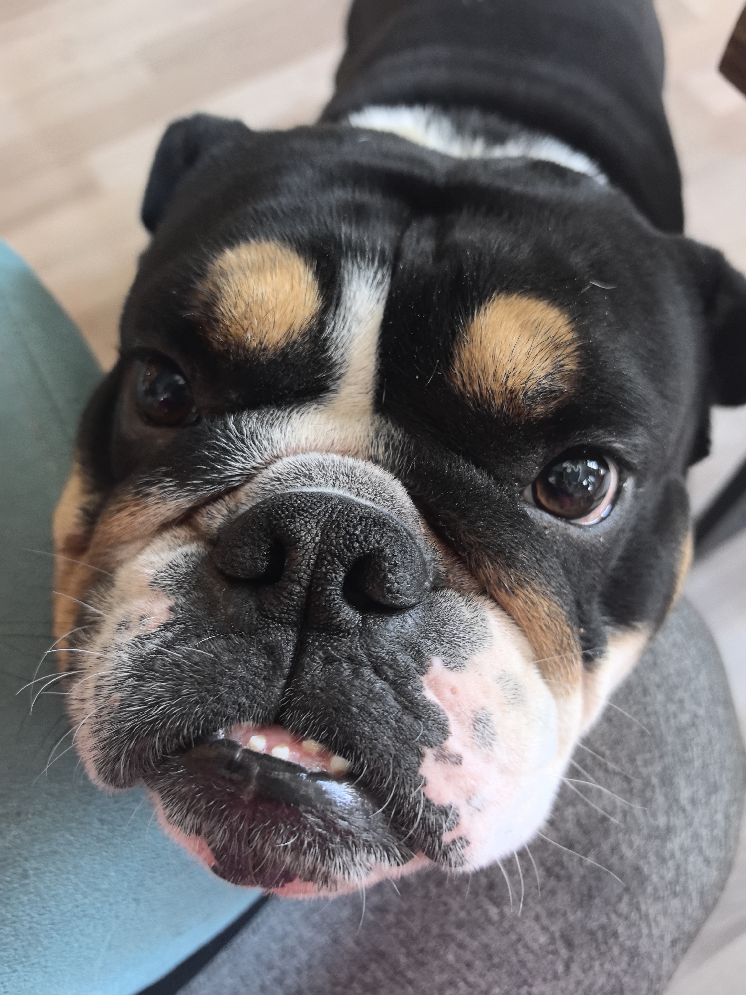 A close-up, high-angle shot in Noviy, Russia, depicts the head and upper body of a brachycephalic dog, likely an English Bulldog or similar breed, looking directly at the camera. The dog exhibits a tricolor coat pattern: predominantly black fur covers the top of its head and back, contrasting with distinct tan markings above both eyes and on its cheeks. White fur is visible on its muzzle, extending in a patch under its chin, and forming a stripe on the back of its neck. The dog's large, dark brown eyes show reflections from an overhead light source. Its black, textured nose appears moist. The mouth is slightly agape, revealing several small, white lower teeth in an apparent underbite, surrounded by pink gums and visible whiskers extending from the muzzle. The immediate foreground shows blurry fabric, with a light blue-green textile on the left and a grey textile on the right, suggesting the dog is positioned between or on soft surfaces. A light brown, out-of-focus background element, possibly wooden flooring, is visible at the top.