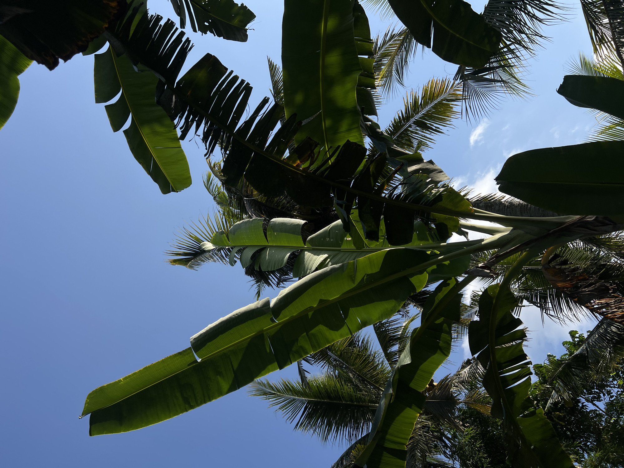 An outdoor, low-angle, full shot captures a bright, clear blue sky with scattered wisps of white clouds. Dominating the frame are lush, green, broad leaves of banana trees, with some leaves appearing tattered. Interspersed among the banana leaves are the feathery fronds of palm trees. The sunlight filters through the foliage, casting shadows and highlighting the vibrant green of the leaves. The scene is set in the village of Kerambitan, Bali, Indonesia, suggesting a tropical environment. There are no people or animals visible in the image. The overall impression is one of natural abundance and a serene, sunny day.
