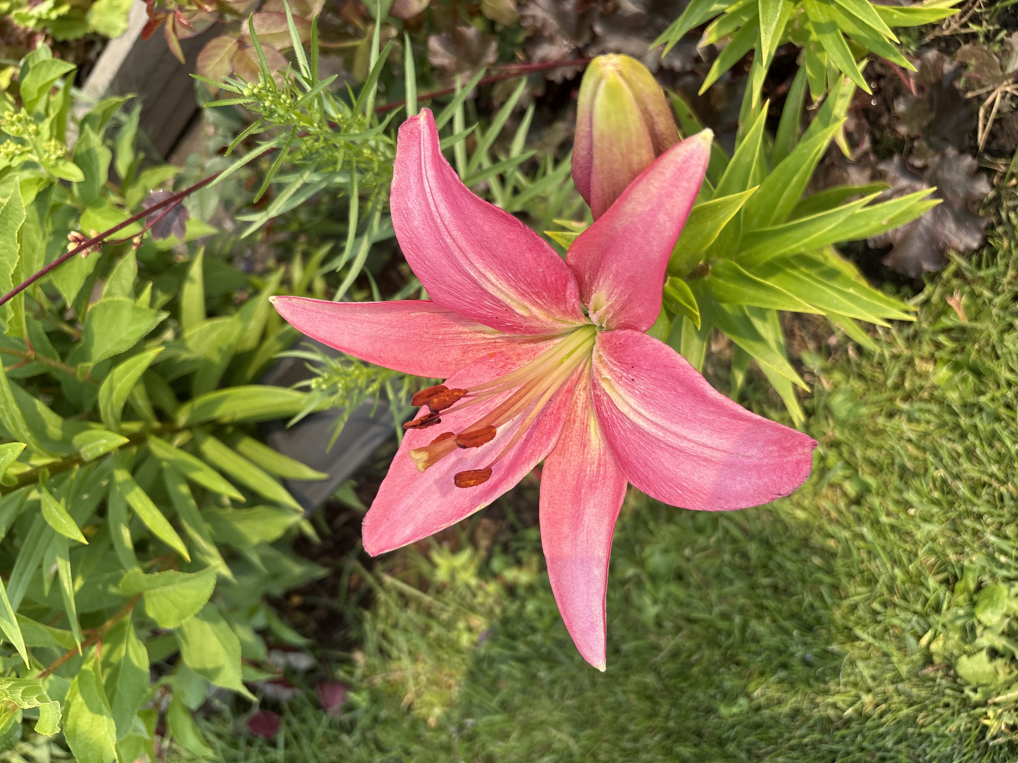 A close-up, high-angle shot captures a vibrant pink lily in bloom, positioned centrally in the frame. The lily's petals are unfurled, revealing its inner workings. The stamens, tipped with reddish-brown anthers, stand out against the softer pink of the petals. To the right of the bloom, a closed lily bud, tinged with green and yellow, rests amongst the foliage. The foreground is dominated by lush green grass, partially shaded, creating a textured carpet. Behind the lily, a dense arrangement of green foliage forms a backdrop, interspersed with hints of darker, reddish-brown leaves and slender green stems bearing small buds. The scene appears to be an outdoor garden setting, likely in a residential area, given the presence of manicured grass and a wooden border visible in the upper right corner. The lighting suggests it is daytime, with sunlight casting shadows and highlighting the textures of the plants. The location is identified as Tikhiye Zori, Russia.