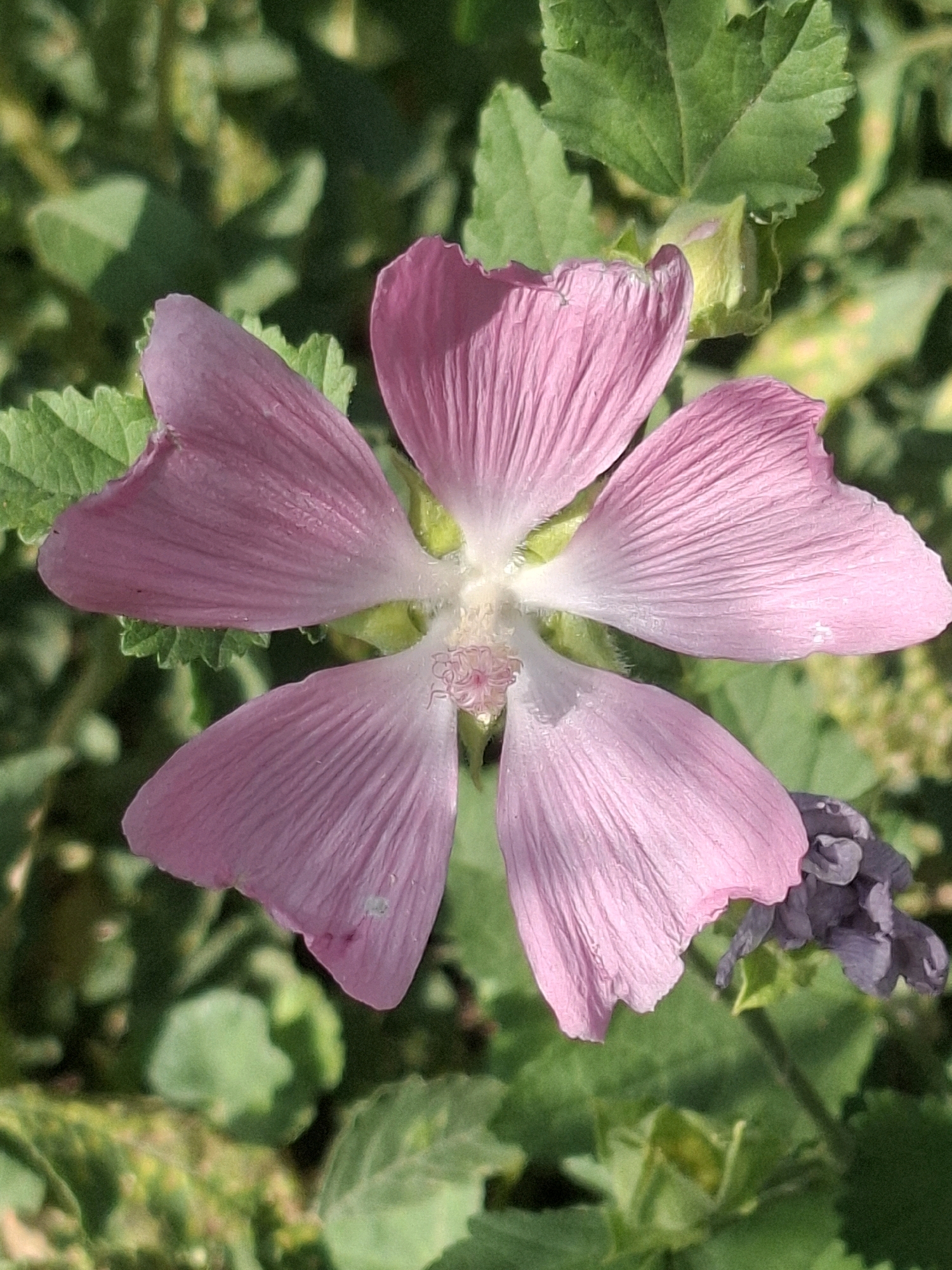 The image shows a close-up view of a single pink flower with five petals. The flower is in the center of the frame, with green foliage in the background. The petals are delicate and have a ribbed texture. The center of the flower has a small, light-colored cluster of stamens and pistils. There is also a small, dark purple bud or wilting flower to the right of the pink flower. The lighting suggests it is daytime and the sun is casting shadows, highlighting the texture of the petals. The scene is natural and appears to be outdoors, likely in a garden or park setting. No specific landmarks or buildings are visible to pinpoint a location within the city of Almaty, Kazakhstan.