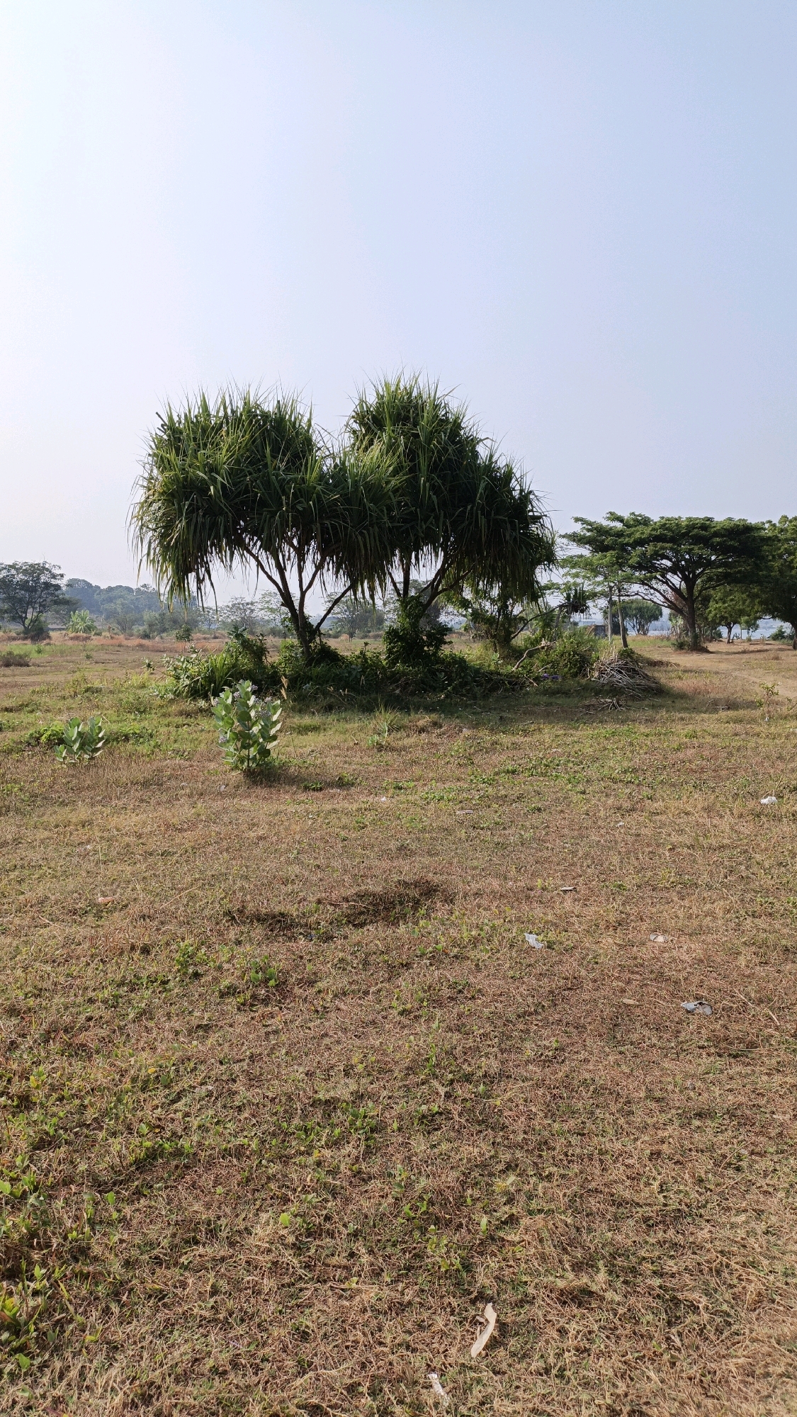 A dry, grassy field with scattered green vegetation under a clear sky. In the mid-ground, a cluster of trees with long, spiky leaves dominates the scene, with smaller green plants growing in front of it. Further in the background, more trees are visible, some with spreading canopies, and a body of water can be seen in the distance. The overall impression is a natural, undeveloped landscape.