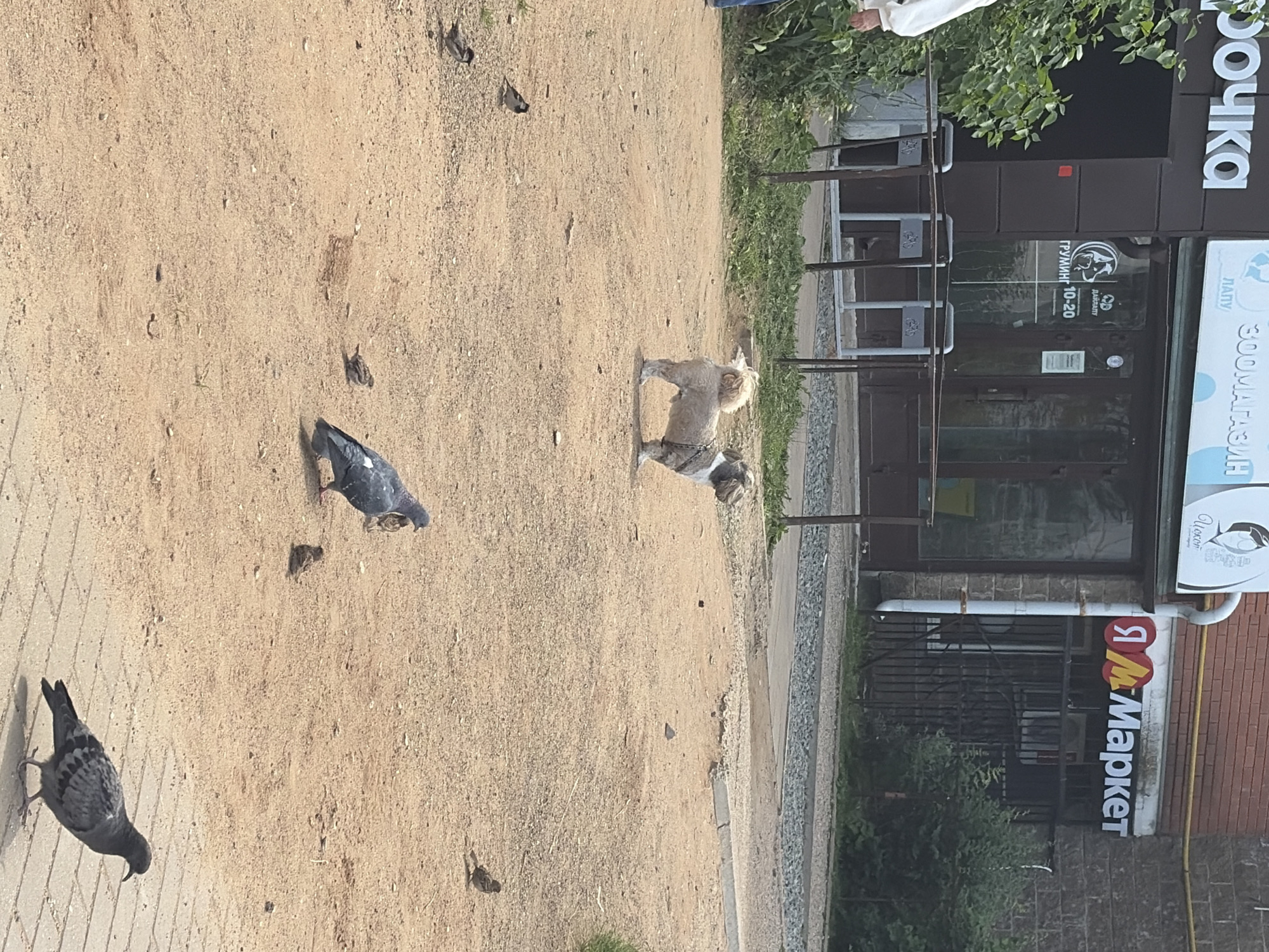 The image captures a street scene in the city of Chaikovsky, Russia. In the foreground, a paved area transitions to a sandy ground. Several birds, including pigeons and sparrows, are scattered across the sandy area, some pecking at the ground, while one pigeon stands prominently on the paving stones. A small dog, possibly a Shih Tzu or similar breed with fluffy, light-colored fur, is standing on the sandy ground, looking to its left. Behind the dog, a building with large glass windows and doors forms the background. Signs on the building indicate "ЗО0МАГАЗИН" (Zoo Store) and "Я ММаркет" (Ya MMarket). A person wearing a white top and blue pants is partially visible on the far left, standing near a leafy green bush. The overall environment appears to be an urban outdoor setting on a bright day.