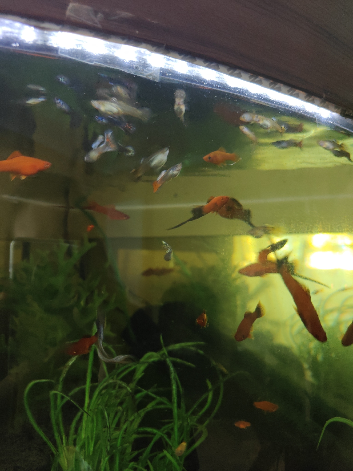 The image shows a close-up, eye-level view of an aquarium filled with clear water. The aquarium contains numerous small fish of various colors, primarily red, orange, and blue, swimming amongst green aquatic plants. The lighting appears to be from above, casting a slight glare on the water's surface. The background is a dark, out-of-focus wooden surface. The scene is indoors. There is no information available to determine the location of the aquarium in the city of Kotelva, Ukraine.