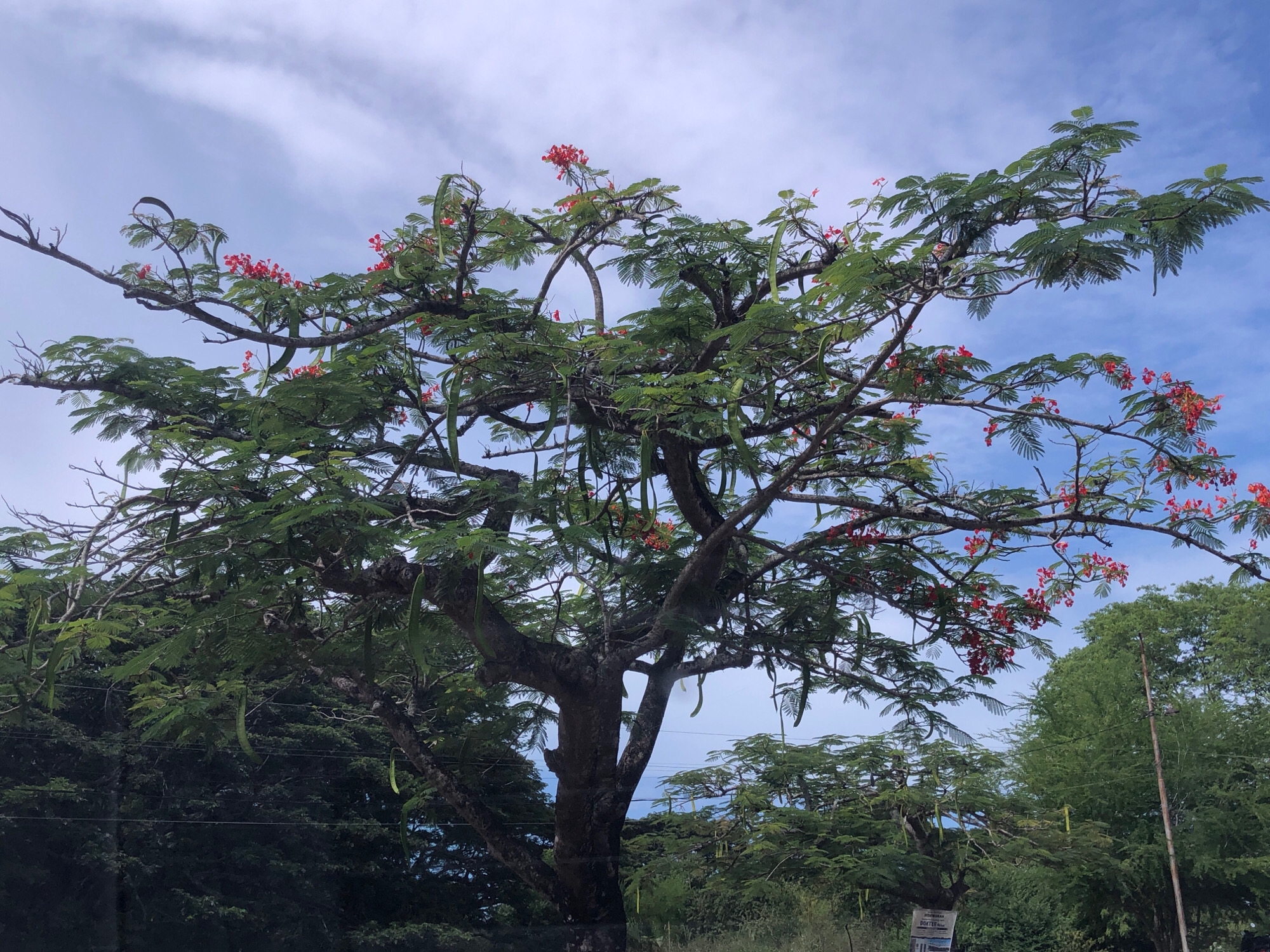The image shows a large tree with green leaves and red flowers, likely a flamboyant tree, set against a partly cloudy blue sky. The tree has long, green seed pods hanging from its branches. In the background, there are more trees and some signs are visible, suggesting an outdoor setting in a populated area. The scene appears to be in Tambonbaroh, Indonesia, based on the provided context.