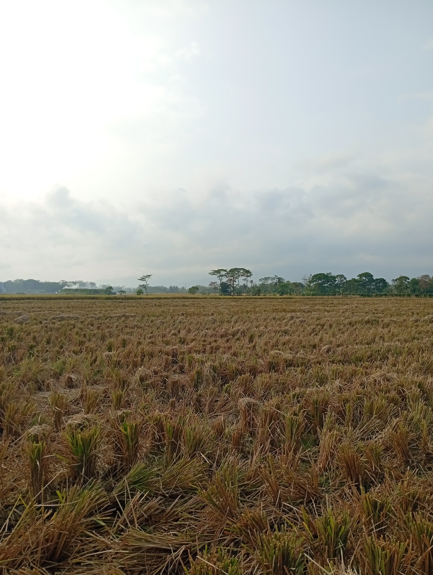 The image shows a vast, harvested rice field under a cloudy sky. The field is covered with dry, golden straw stubble, suggesting recent harvesting. In the distance, a line of trees marks the horizon, with some taller trees scattered among them. A faint haze or smoke is visible in the far distance, possibly from a small structure or controlled burn. The sky is mostly overcast with bright patches, indicating diffused sunlight. The overall impression is one of a rural landscape after the harvest.