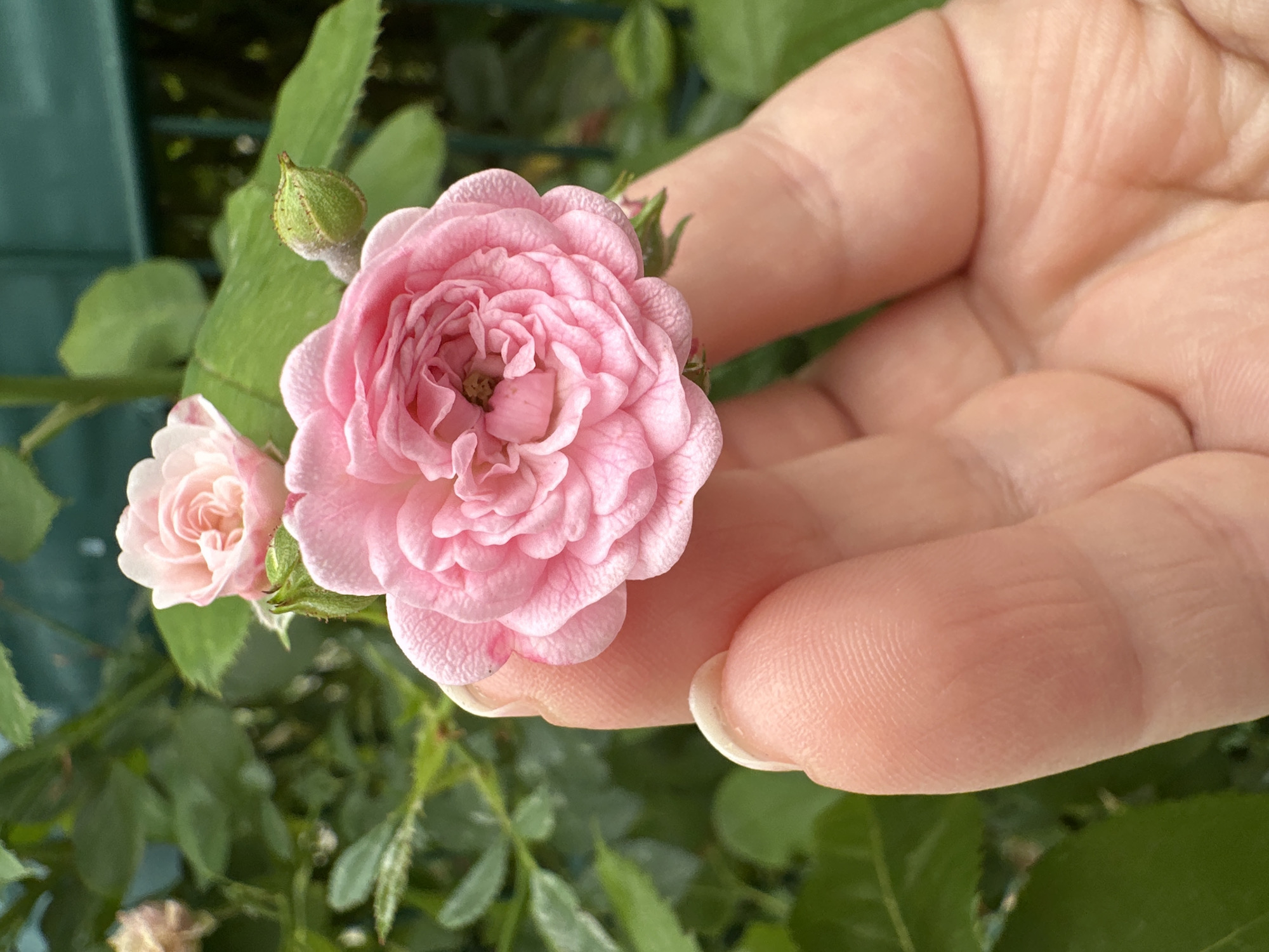 A close-up, eye-level shot shows a person's hand gently holding a delicate pink rose bloom. The rose is the primary subject, with its intricate petals unfurling in a spiral. In the background, out-of-focus green foliage and a dark green fence create a garden setting. The lighting is soft, highlighting the texture of the rose petals and the skin of the hand. The image appears to be taken outdoors, likely in a garden or park in Krefeld, Germany, given the context.
