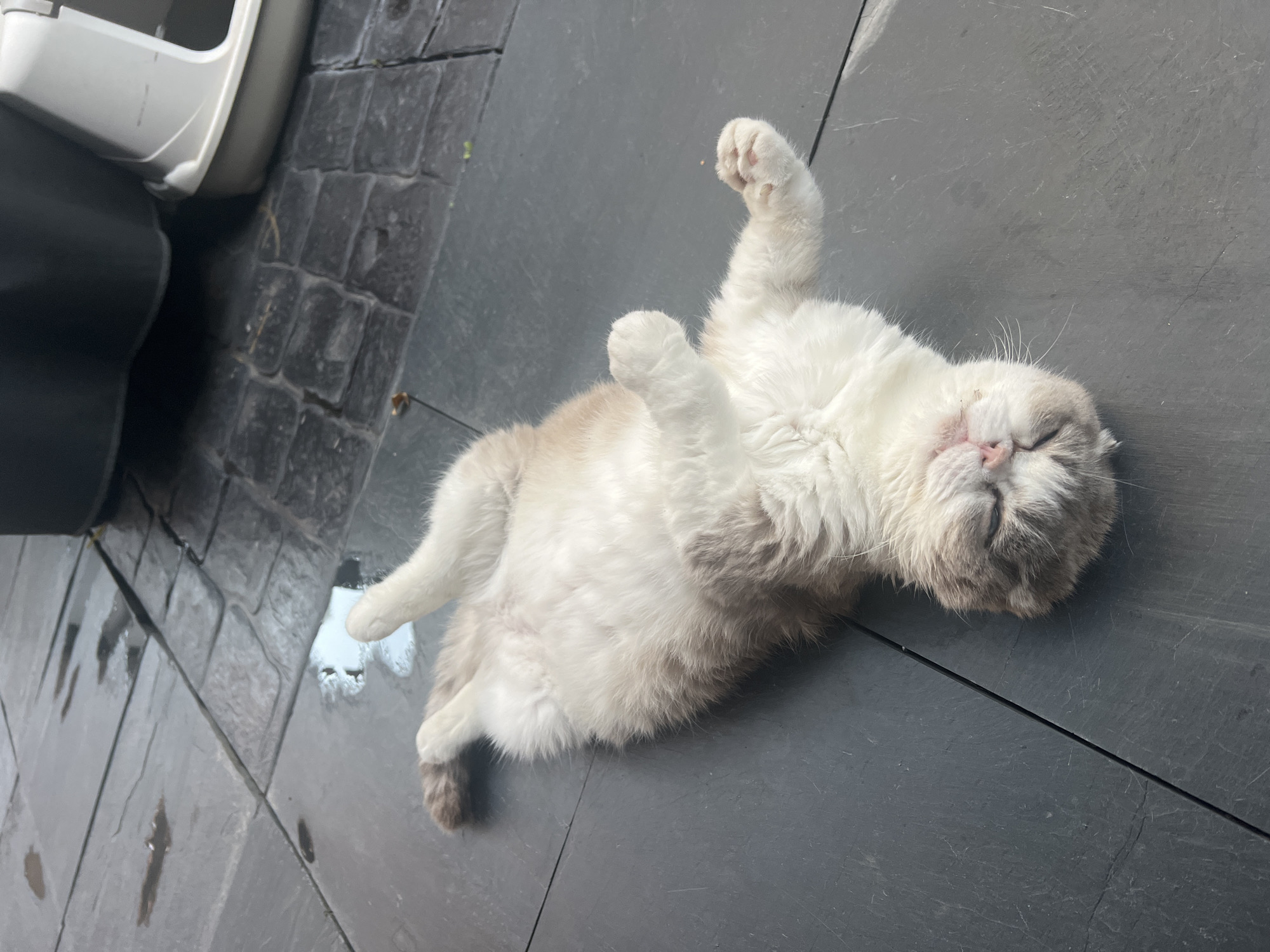 A cat is lying on its back on a paved surface. The cat is mostly white with grey and tan markings. Its paws are up in the air. The paved surface is grey and appears to be wet in places. A white object sits at the edge of the image near the cat.
I am unable to obtain the location of the city of Salou, Spain from the image.