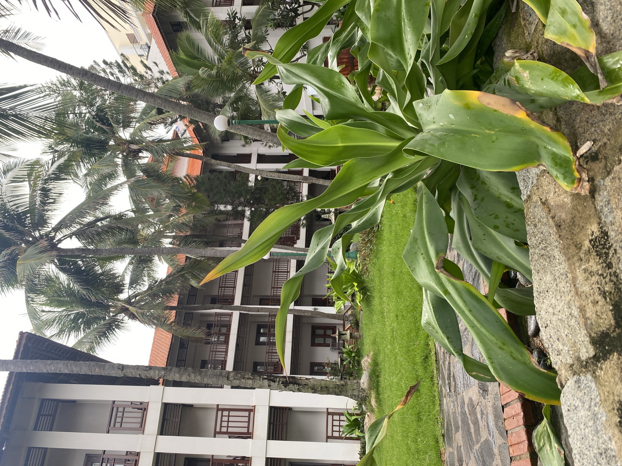 The image depicts a scene in Phu Thuy Ward, Vietnam. Tall palm trees stand adjacent to a multi-story white building with brown window frames and balconies. Green grass and tropical plants, including a large cluster of broadleaf plants with some yellowing leaves, occupy the foreground. A stone pathway leads toward the building. The photograph is taken at an angle, appearing to be rotated.