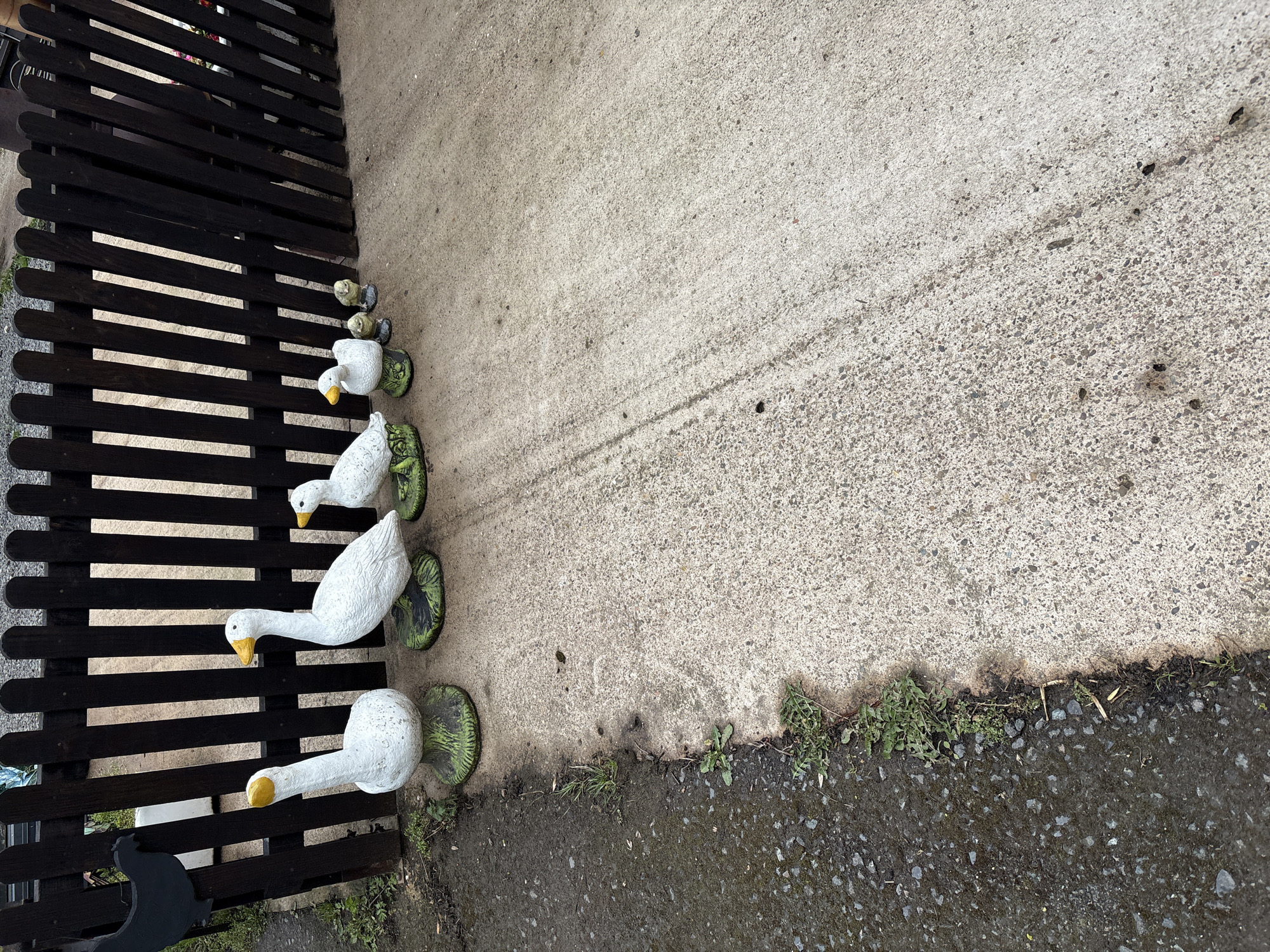 The scene, located in Pulverbatch, United Kingdom, presents an outdoor view dominated by a linear arrangement of six white, bird-shaped garden ornaments in front of a dark brown wooden picket fence. The ornaments are positioned from left to right, progressively decreasing in size. The two largest figures represent adult geese, featuring white bodies, yellow heads/beaks, and resting on circular green bases with molded texture. Following them are four smaller figures resembling ducklings, similarly colored white with yellow accents and green bases.
Behind the ornaments, a dark brown wooden picket fence extends horizontally across the frame. It comprises vertical, irregularly spaced planks, appearing weathered. To the far left, partially obscured by the fence, a flat black cutout shape of a chicken is visible, mounted on an unseen support.
The ground surface divides distinctly. On the left, a dark grey, coarse-grained surface, possibly asphalt or wet gravel, runs along the base of the fence. This transitions abruptly to a lighter grey, granular concrete or paved surface that extends across the majority of the foreground to the right. A line of sparse green weeds and organic debris marks the border between these two ground textures. Faint, parallel linear impressions, consistent with vehicle tire tracks, are discernible on the concrete surface. The lighting is diffuse, indicative of an overcast sky.