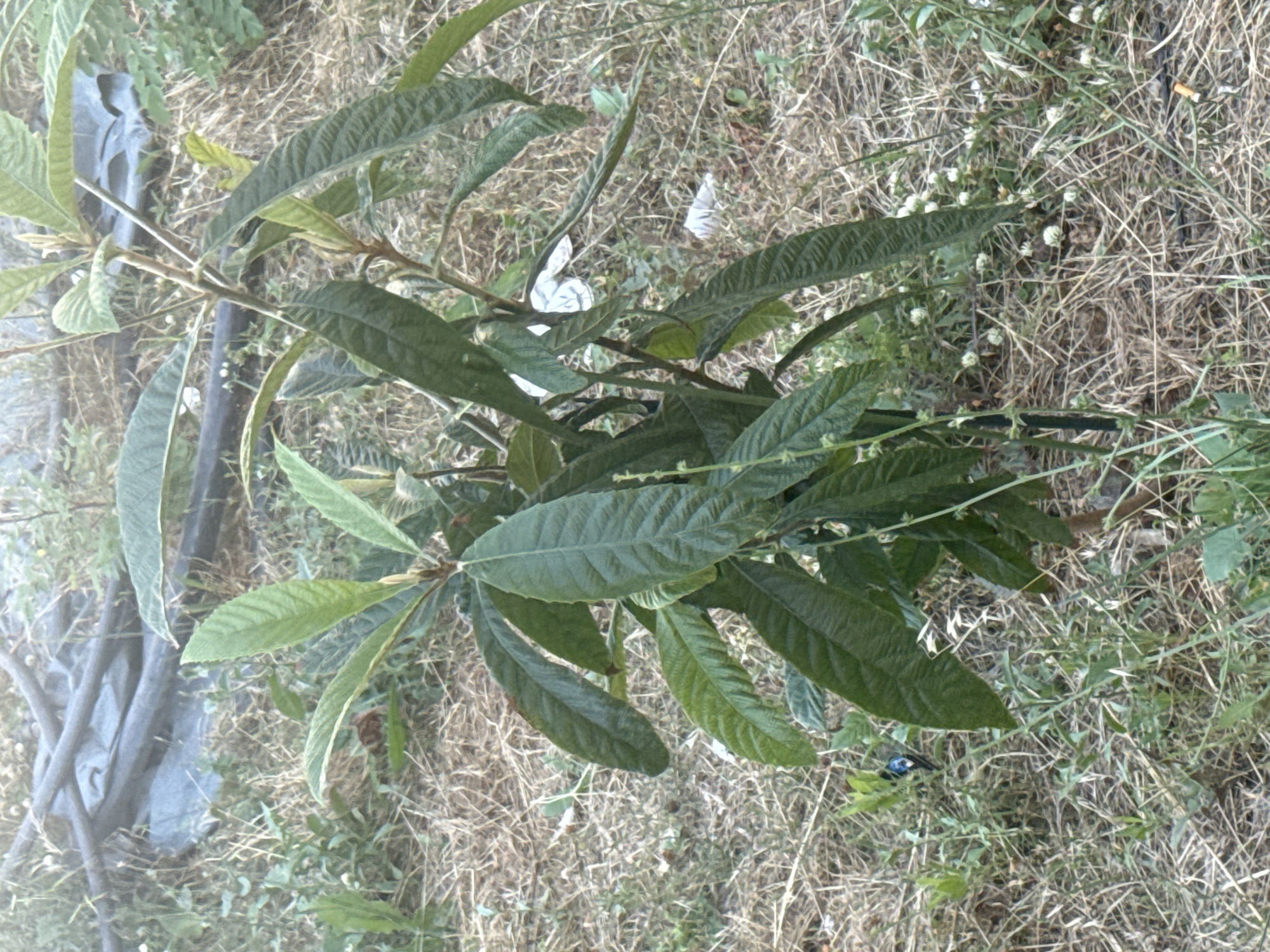 In Boreti, Montenegro, a young loquat tree stands in dry, straw-like grass. The tree's leaves are a deep green, with some lighter green new growth. In the background, gray plastic sheeting is visible, along with some branches and other vegetation. A small, dark blue insect is perched on a green plant to the left of the tree. The overall environment appears to be an outdoor area, possibly a garden or undeveloped land, characterized by dry ground cover and the presence of a young tree.