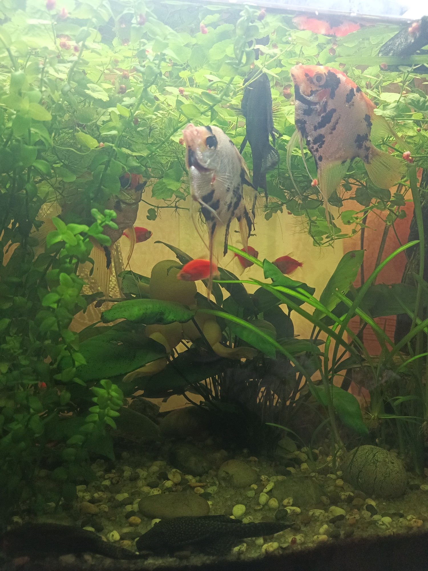 The image is a medium shot of an aquarium containing several fish and aquatic plants. The fish visible include angelfish with black and orange markings, a smaller black fish, and several bright red fish. The aquarium is filled with lush green aquatic plants, and the substrate is composed of pebbles and small rocks. In the foreground, two dark-colored plecostomus or similar bottom-feeding fish are visible. The lighting in the aquarium is warm and slightly diffused, creating a naturalistic underwater environment. The background appears to be a pale yellow or cream color, possibly the wall behind the aquarium. The image does not contain any specific landmarks or elements that would allow for identification of its location within Sredneuralsk, Russia.