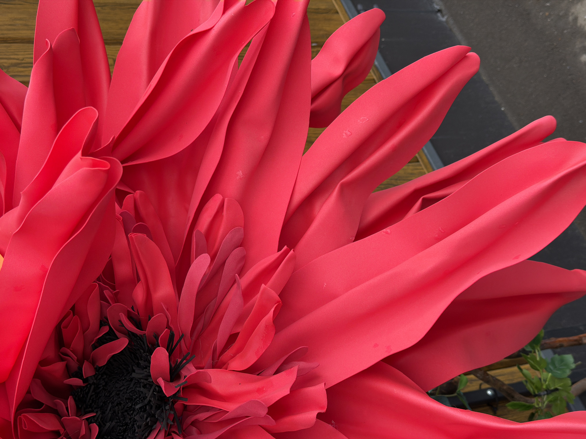 A close-up, overhead, dynamic, low-angle shot showcases the vibrant red petals of a large, artificial flower. The flower's center is a dark, almost black mass, with fine filaments extending outward. The petals, made of a smooth, matte material, are intricately folded and layered, creating a sense of depth and texture. Some petals exhibit subtle creasing and a few small, dark spots, possibly from handling or environmental exposure.
In the background, a weathered wooden surface, likely a door or fence, runs horizontally across the upper right portion of the image, providing a muted contrast to the flower's intensity. Below this, a dark, textured surface, possibly asphalt or concrete, forms the ground. To the lower left, a hint of greenery and branches suggests the presence of a plant or artificial foliage, adding a touch of natural element. The lighting is even, with no harsh shadows, highlighting the detailed contours of the petals. The overall impression is one of magnified beauty and artificial artistry. The location is Unknown, Unknown.