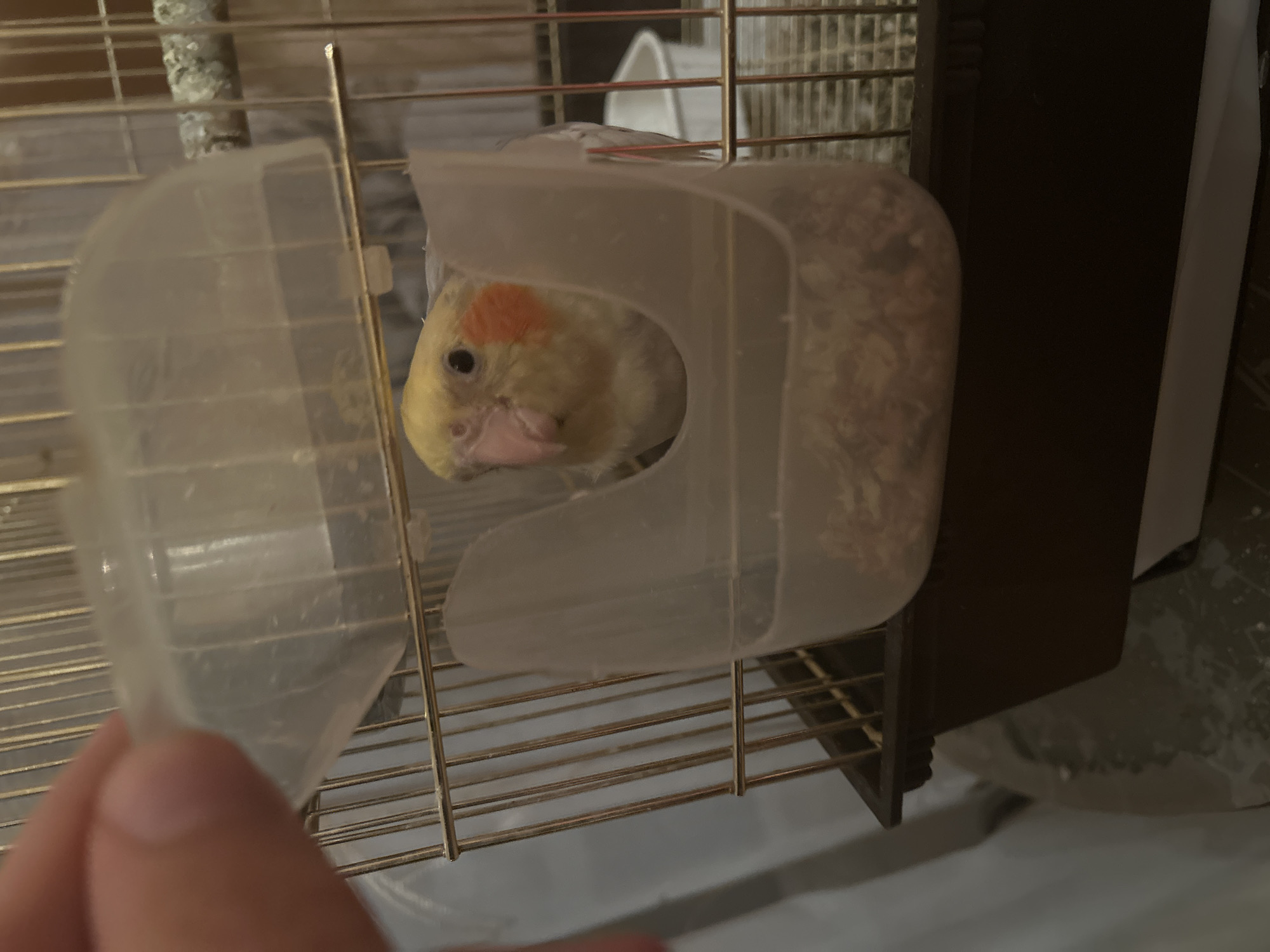 A close-up indoor shot shows a yellow cockatiel with orange cheek patches perched inside a translucent plastic feeder attached to a cage. The cage is made of gold-colored metal bars. Another translucent plastic container is partially visible, being held in front of the cage. The inside of the feeder appears filled with seed. The background shows parts of the cage, a white object, and a dark wooden structure. The image gives no indication of Sofia, Bulgaria.
