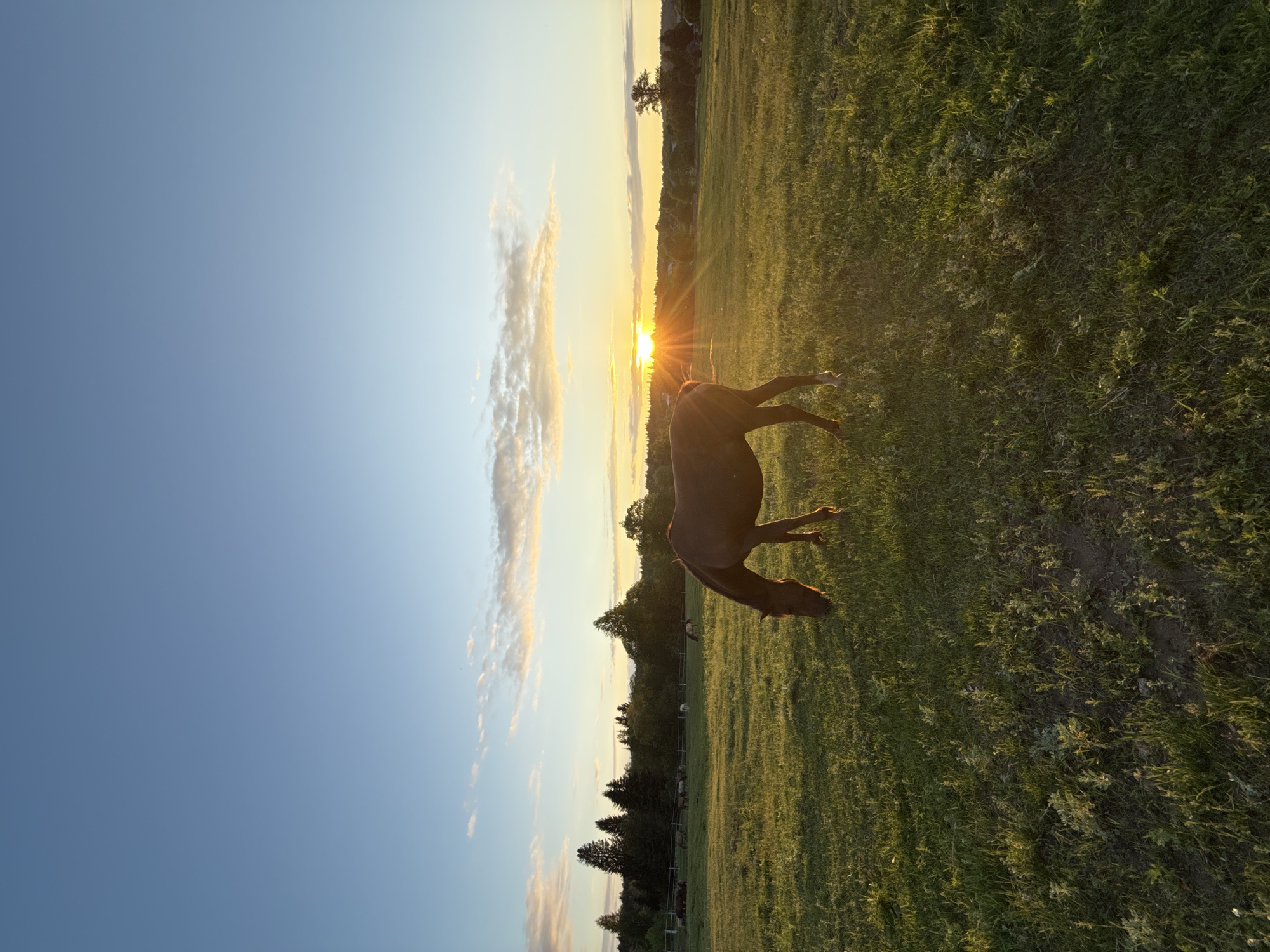 In Opary, Russia, a brown horse grazes in a grassy field at sunset. The horse is positioned in the foreground, facing left and lowering its head to eat. In the middle ground, a line of trees forms a distant horizon, with a hint of a village nestled among them. The sky is a gradient of blues, with scattered clouds illuminated by the setting sun, which casts a warm glow over the entire scene. The grass is green and appears to be slightly dewy, with some patches of dry earth visible. Several other horses can be seen in the background, grazing near a white fence.