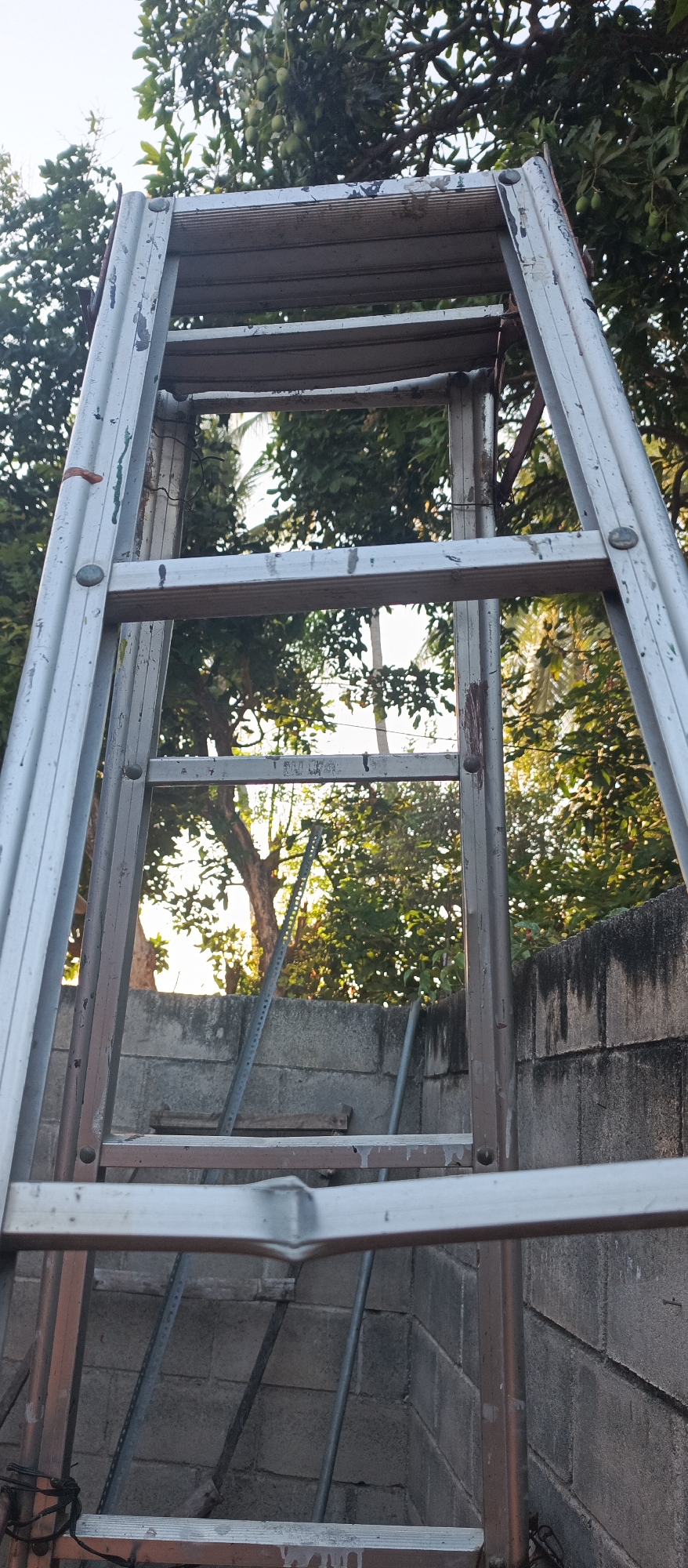 A close-up, low-angle view of an aluminum extension ladder positioned against a gray concrete block wall. The ladder, showing signs of wear with peeling paint and scuffs, is set up outdoors. Behind the wall, lush green trees with visible fruit, likely mangoes, are set against a bright sky. The scene suggests a residential or possibly an agricultural setting in Arjasa, Indonesia, where the ladder might be used for harvesting or maintenance. No people are present.