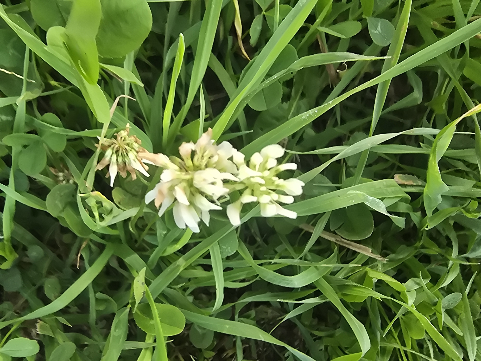 In Maksimiha, Russia, a close-up view captures white clover flowers amidst lush green grass. The clover blooms, with their delicate petals, are the central focus, appearing as clustered heads. Surrounding them, blades of grass exhibit varying shades of green, some appearing dewy, suggesting a recent rain or morning dew. The overall scene is a natural, outdoor environment, likely a meadow or grassy area. The image is detailed, showcasing the textures and fine details of the flora.