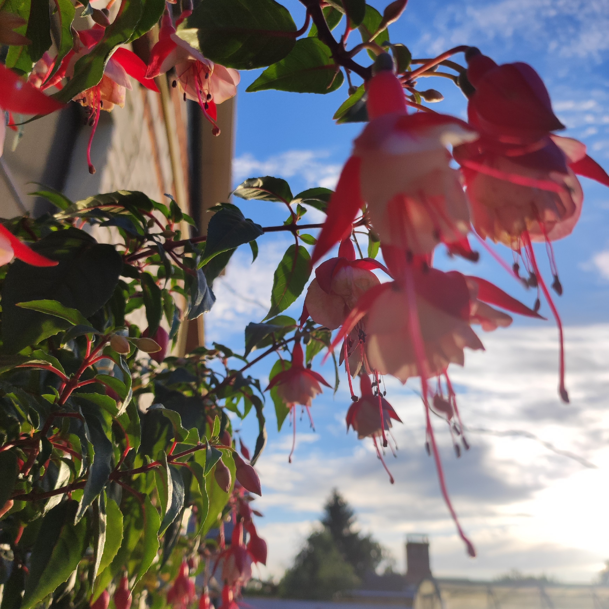 A close-up shot captures the delicate beauty of fuchsia flowers against a bright blue sky with scattered clouds. The flowers, with their striking pink and white petals, hang gracefully from green stems, some in full bloom and others as buds. The shallow depth of field blurs the background, focusing attention on the vibrant floral subjects.
In the background, hints of a residential setting are visible. A section of a building with brick and neutral-colored siding is partially obscured by the foliage. Further in the distance, a blurry silhouette of a tree and a chimney suggests a suburban or rural environment. The lighting indicates it is likely late afternoon or early evening, with the sun casting a warm glow. The sky is clear and bright blue, with soft, wispy white clouds drifting by, suggesting pleasant weather. There are no visible people or text in the image. The overall mood is serene and natural, highlighting the simple elegance of the fuchsia blossoms. The location context provided is Navoloki, Russia.