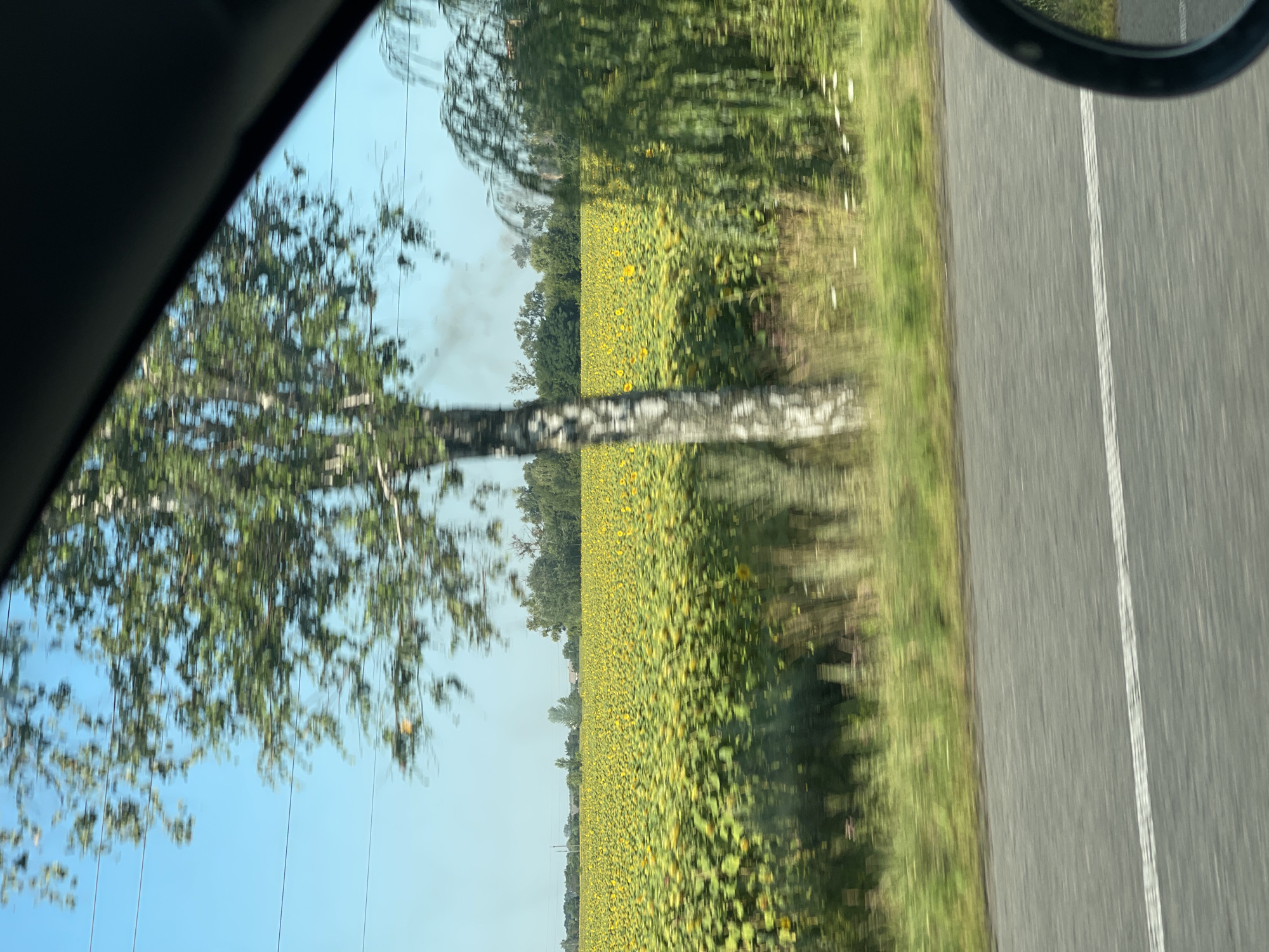 An outdoor, eye-level, long shot captures a blurry view of a sunflower field under a bright, clear sky, taken from a vehicle. The field stretches across the frame, a vast expanse of yellow sunflowers with green foliage. In the foreground, a thin white line marks a road, and a dark car side mirror is visible on the right side of the frame. A tall, thin birch tree with a white and black trunk stands in the middle ground, its green leaves blurred by motion. Power lines are strung across the sky above the tree. In the background, a line of trees forms a darker horizon, with a faint plume of smoke visible in the distance above the sunflower field. The image appears to have been taken while the vehicle was in motion, resulting in the motion blur effect. The scene is set in the city of Borodianka, Ukraine.