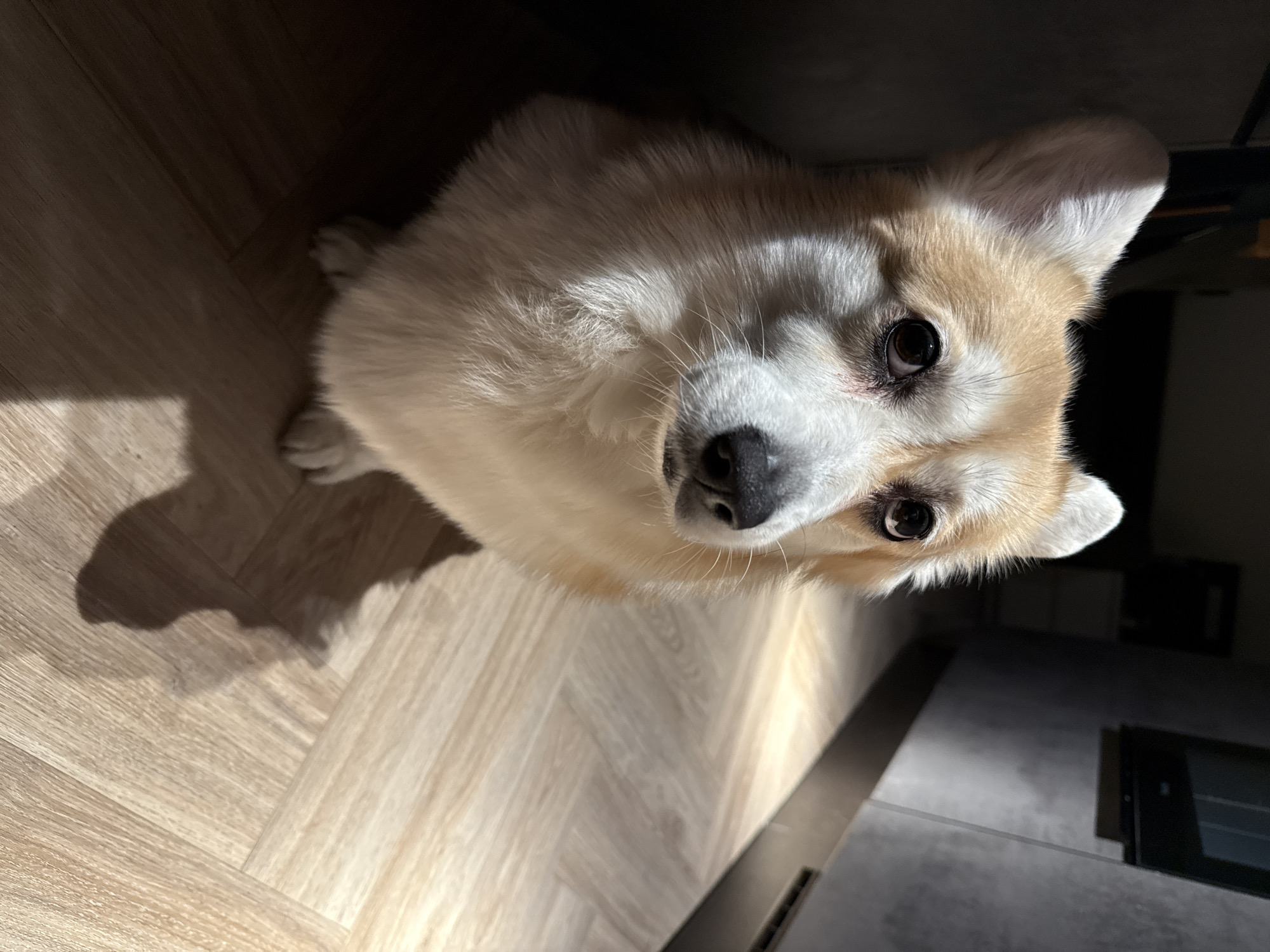 A tan and white corgi dog sits on a light wood-patterned floor, looking up towards the camera. The dog's head is in focus, with its dark eyes and black nose clearly visible. The dog's body and the floor are partially lit by sunlight, casting a shadow of the dog on the floor. The background is dark and out of focus, with a gray surface and a black rectangle visible. The image was taken indoors. It is not possible to determine from the image if this picture was taken in Krasnoyarsk, Russia.