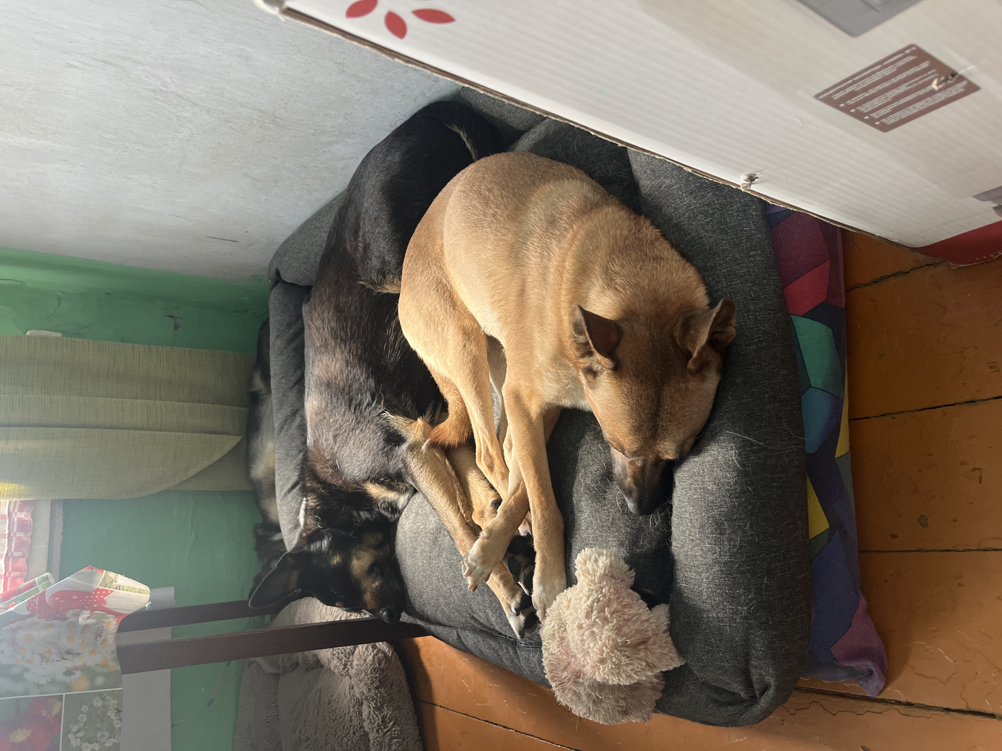 Three dogs are sleeping on a grey dog bed placed on a colorful pillow, which is on a wooden floor. The dogs are of different breeds and colors. One dog is black and tan, another is light brown, and a third dog, mostly obscured, appears to be grey and white. A pink stuffed toy is placed near the front of the dog bed. The background shows a green painted wall and a white wall, with a window and curtains visible. A portion of a cardboard box is in the foreground to the right. The scene depicts a domestic setting, likely a home. The image does not contain any information that would allow for its specific location to be determined as Nizhny Tagil, Russia.