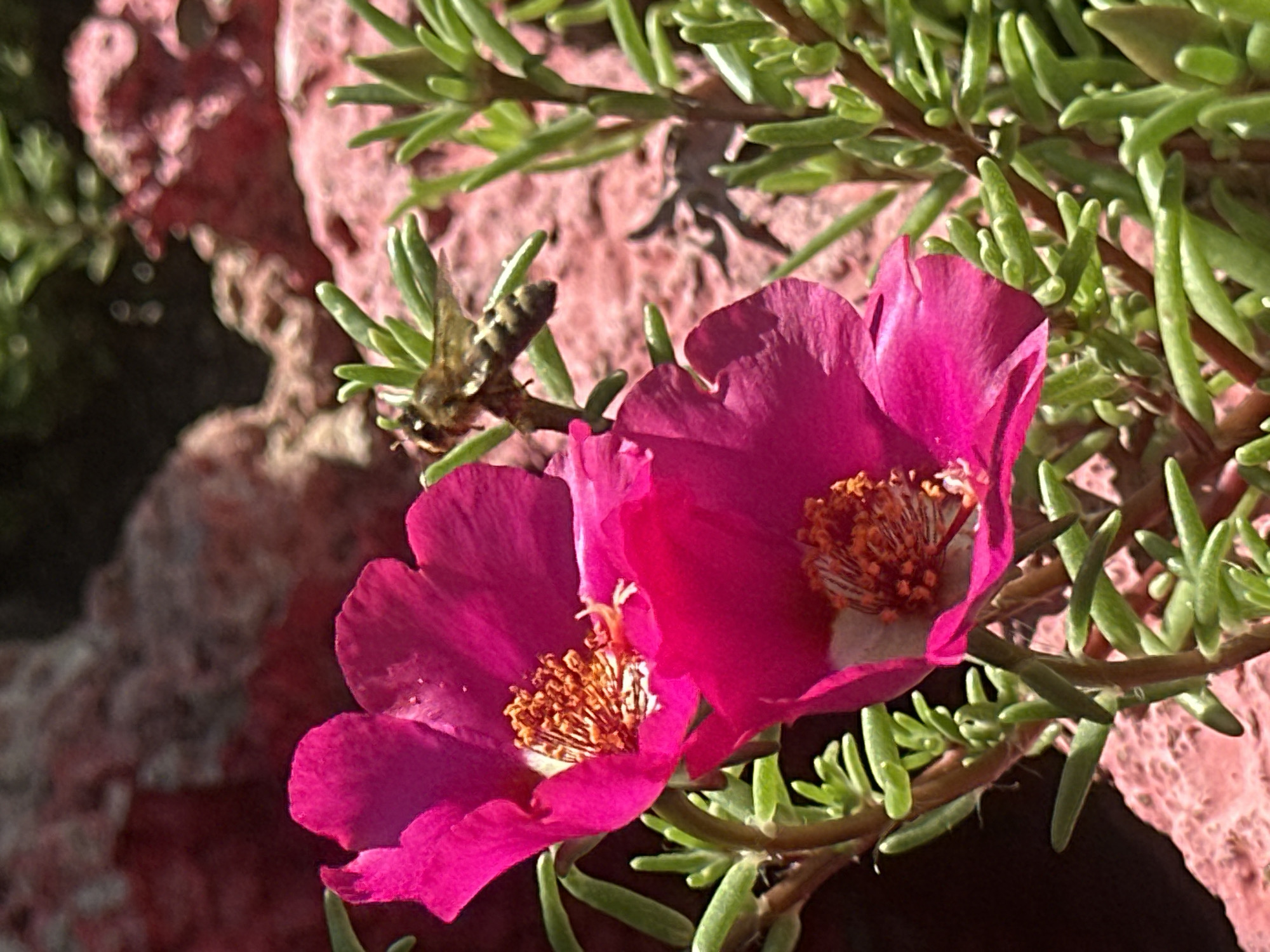 A close-up, eye-level shot shows two bright pink, five-petaled flowers with prominent orange stamens. A bee with brown and yellow stripes hovers near the upper flower. The flowers are part of a low-growing green plant with succulent-like leaves. The background features textured pink and red rocks, with a dark area in the upper left. The scene is outdoors, likely in a garden or rocky area. The time of day appears to be sunny, casting shadows. There is no indication of the specific location within Luhansk, Ukraine.
