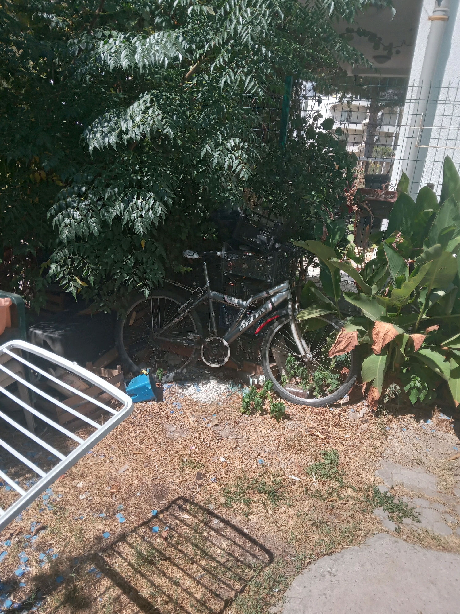 A bicycle is parked behind a dense green shrubbery, partially obscured by its leaves. The bicycle is dark gray with a silver frame and has a basket attached to the handlebars. The front wheel is visible, along with part of the frame and seat. To the right of the bicycle, large green leaves of a plant are prominent. In the foreground, a white slatted drying rack lies on dry, light brown ground covered with scattered debris and small blue objects. The ground is a mix of dry grass, dirt, and small stones. A concrete path is visible on the right side of the image. In the background, a metal fence separates the scene from buildings and trees. The image appears to be taken outdoors in a sunny environment. The scene is likely in Sutomore, Montenegro.