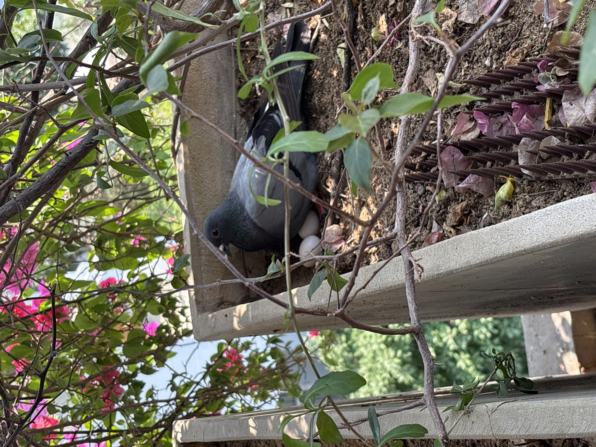 A pigeon is sitting in a nest with two eggs, on a concrete ledge. The ledge is surrounded by plants, including bougainvillea. A metal grate is visible near the nest. The location is unknown.