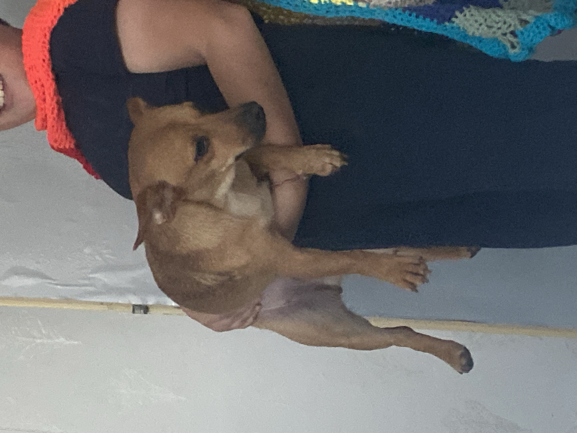 A person in a dark blue shirt and an orange knitted scarf holds a medium-sized brown dog. The dog is held vertically, with its head facing to the right and its paws hanging down. The person's arms are visible around the dog. A white, textured background and a yellow pole are present behind the subjects. A colorful knitted item is visible on the right side of the frame. The image does not provide enough detail to determine the location within Blagoevgrad, Bulgaria.