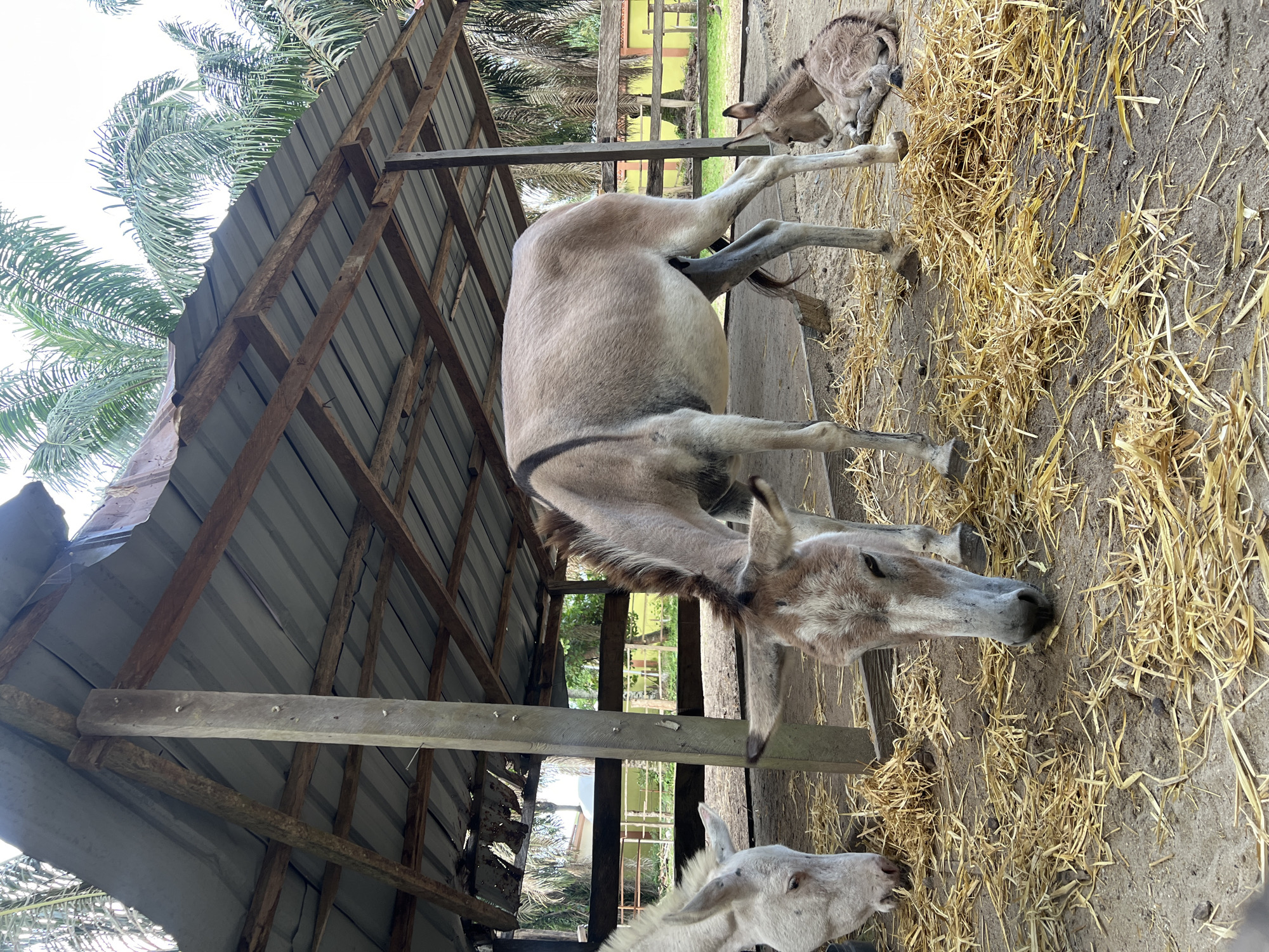 The image depicts three donkeys, one adult and two young, in what appears to be an animal shelter or stable. The shelter is covered with a corrugated metal roof supported by wooden beams. The ground is covered in straw. Outside the shelter, through the wooden fencing, a grassy area and some buildings can be seen. The image was taken in Sangotedo, Nigeria.