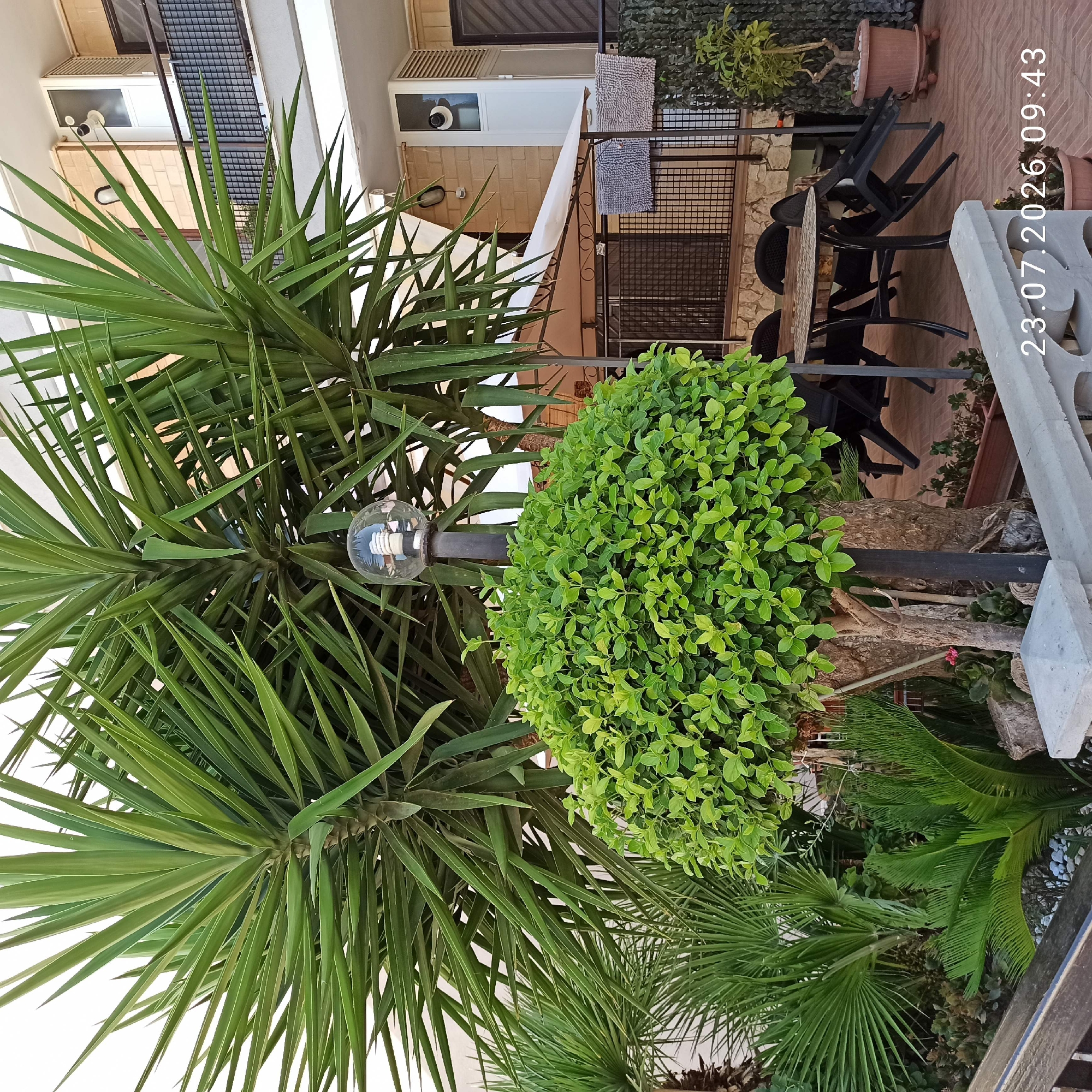 The image depicts an outdoor patio area adjacent to a building, likely in Bitonto, Italy, as indicated by the timestamp. In the foreground, a decorative stone balustrade runs horizontally. Behind it, a variety of plants are arranged, including a large Yucca plant with spiky green leaves dominating the upper portion of the frame, a meticulously trimmed round green bush in the mid-ground, and several palm-like plants and smaller potted plants below. A black metal post topped with a clear glass globe light fixture is positioned behind the round bush.
The background reveals a multi-story building with a light-colored brick facade and balconies. One balcony features a dark metal railing and the outdoor units of air conditioning systems. A white awning extends over a patio area furnished with a round table and several black chairs. Two woven mats are hanging on the railing of the balcony above this patio. The ground surface appears to be tiled in a reddish-brown pattern. The timestamp "23.07.2026 09:43" is overlaid on the lower right portion of the image, suggesting the date and time the photograph was taken. No people are visible in the scene.