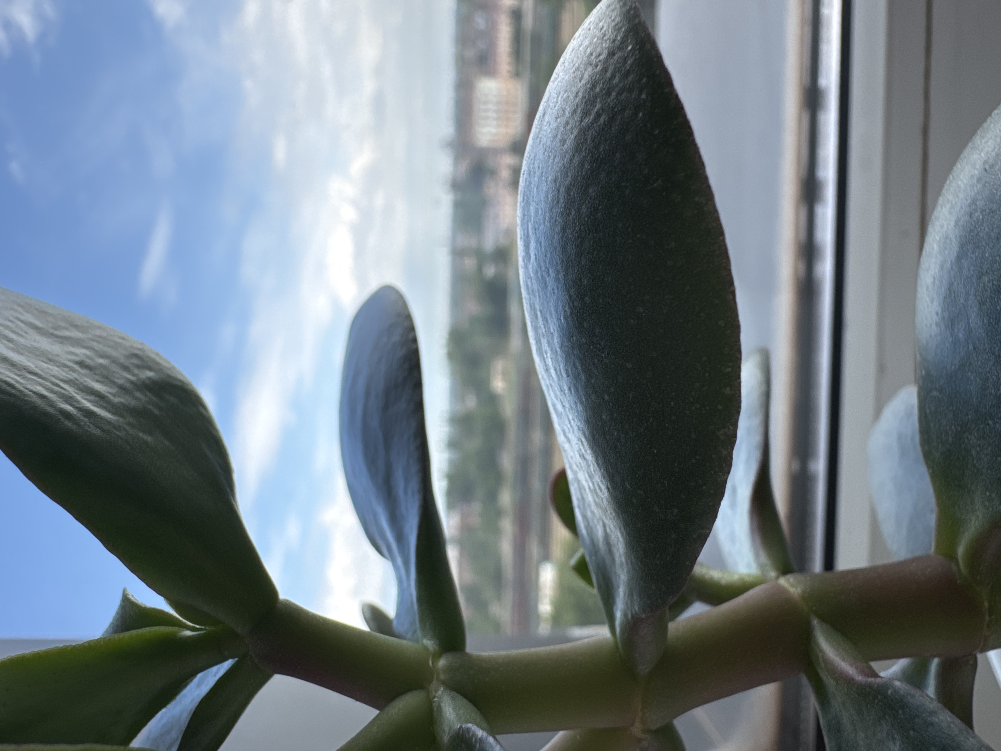 A close-up, indoor shot shows a succulent plant in the foreground, positioned near a window. The plant's thick, green leaves, some with a slightly dusty texture, are in sharp focus. The stem is visible, showing a reddish-brown hue at its base.
Through the window, a blurred cityscape unfolds. Buildings, trees, and a railway line can be discerned, suggesting an urban environment. The sky above is partly cloudy, with patches of blue visible. The overall lighting suggests it is daytime, possibly late afternoon or early morning, given the soft light. The scene is devoid of people or any discernible activity. The location is identified as Kryvyi Rih, Ukraine.