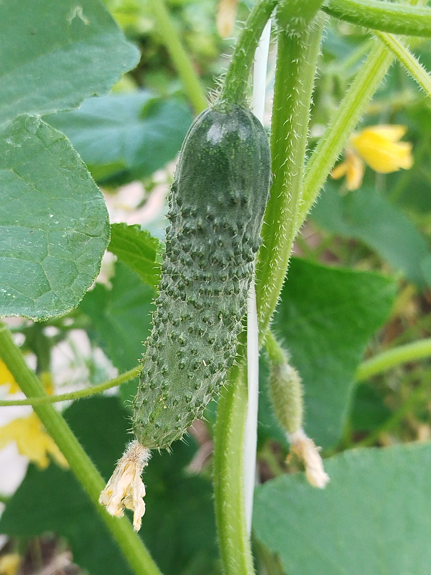 A close-up, vertical shot captures a young, developing cucumber hanging from its vine. The cucumber is dark green, elongated, and covered in small, spiky protrusions. At the blossom end, remnants of a dried, pale yellow flower are visible. The vine stem, also green, is fuzzy with tiny white hairs and has a white string tied around it, suggesting it is being trained or supported. Several large, textured green leaves frame the cucumber, with a blurred background of more foliage and hints of yellow cucumber flowers. The lighting appears natural, indicating daytime, possibly outdoors in a garden or farm setting. The overall scene evokes a sense of growth and nature. There is no visible text in the image.