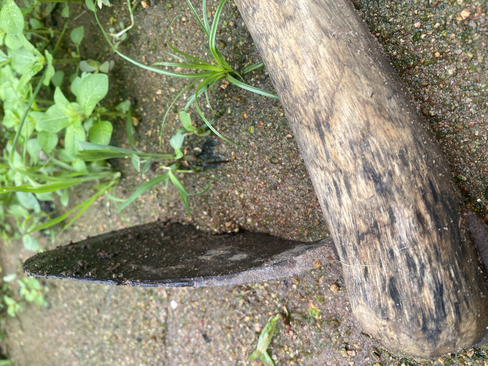 A close-up shot of an old, weathered wooden tool with a metal blade is positioned on wet, sandy ground with some green vegetation. The tool's handle, made of wood with dark striations, is in the foreground. The metal blade, dark and rough, is angled upwards and covered in dirt. Small green plants and blades of grass are visible in the background, growing from the wet, speckled ground. The scene suggests an outdoor environment, possibly a garden or a rural setting in Jauro Yinu, Nigeria.