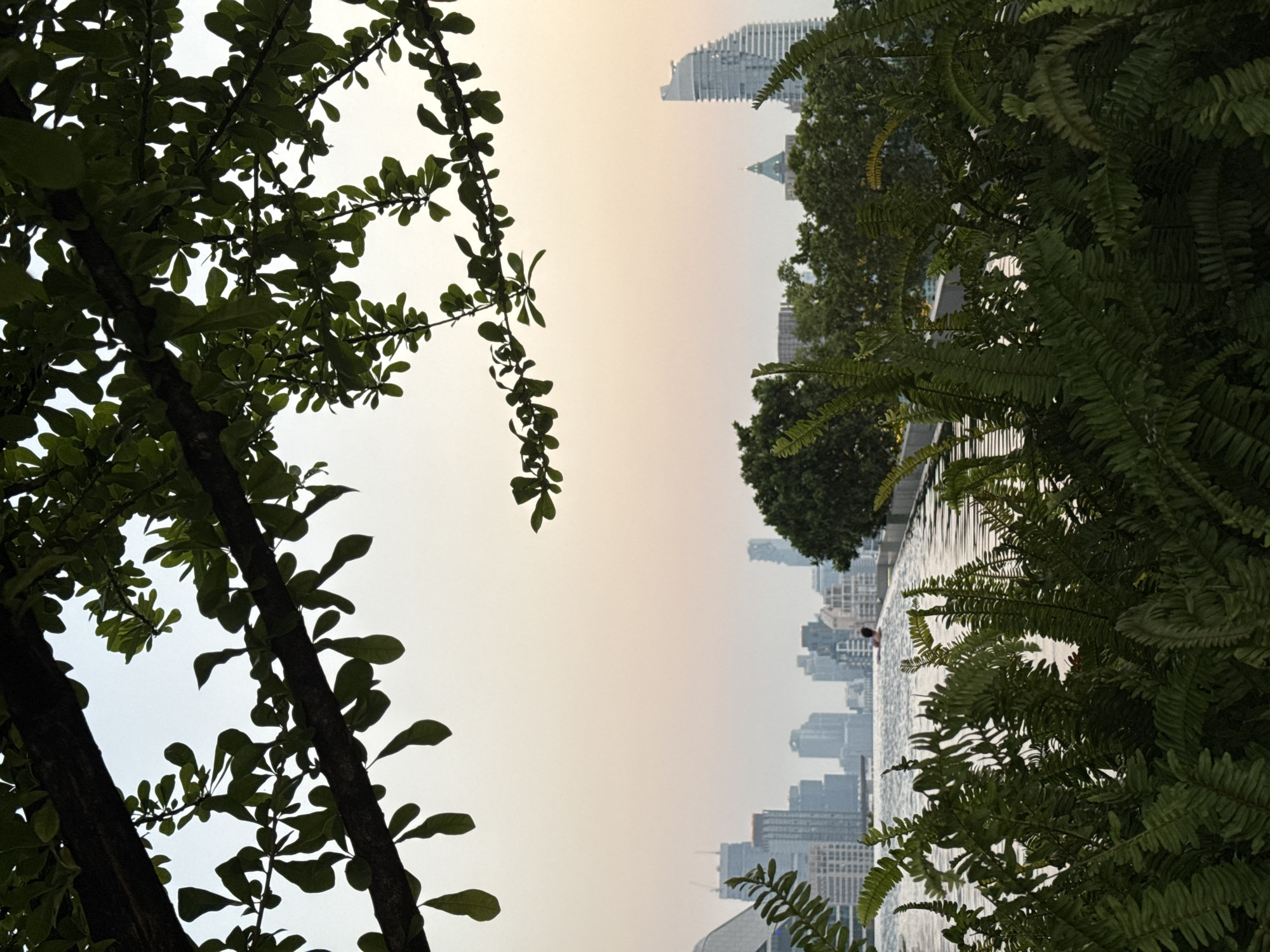 The image shows a skyline of Bangkok, Thailand, seen between the branches of trees. On the left, branches of a tree with small leaves frame the view. On the right, there are ferns and trees. In the center, the cityscape emerges, with a building topped with a distinctive peaked spire standing out. Below this building, there's a row of skyscrapers, and the top of an infinity pool is visible in the foreground. A person is swimming in the pool, viewed from above. The sky above the city is a hazy, pale color.