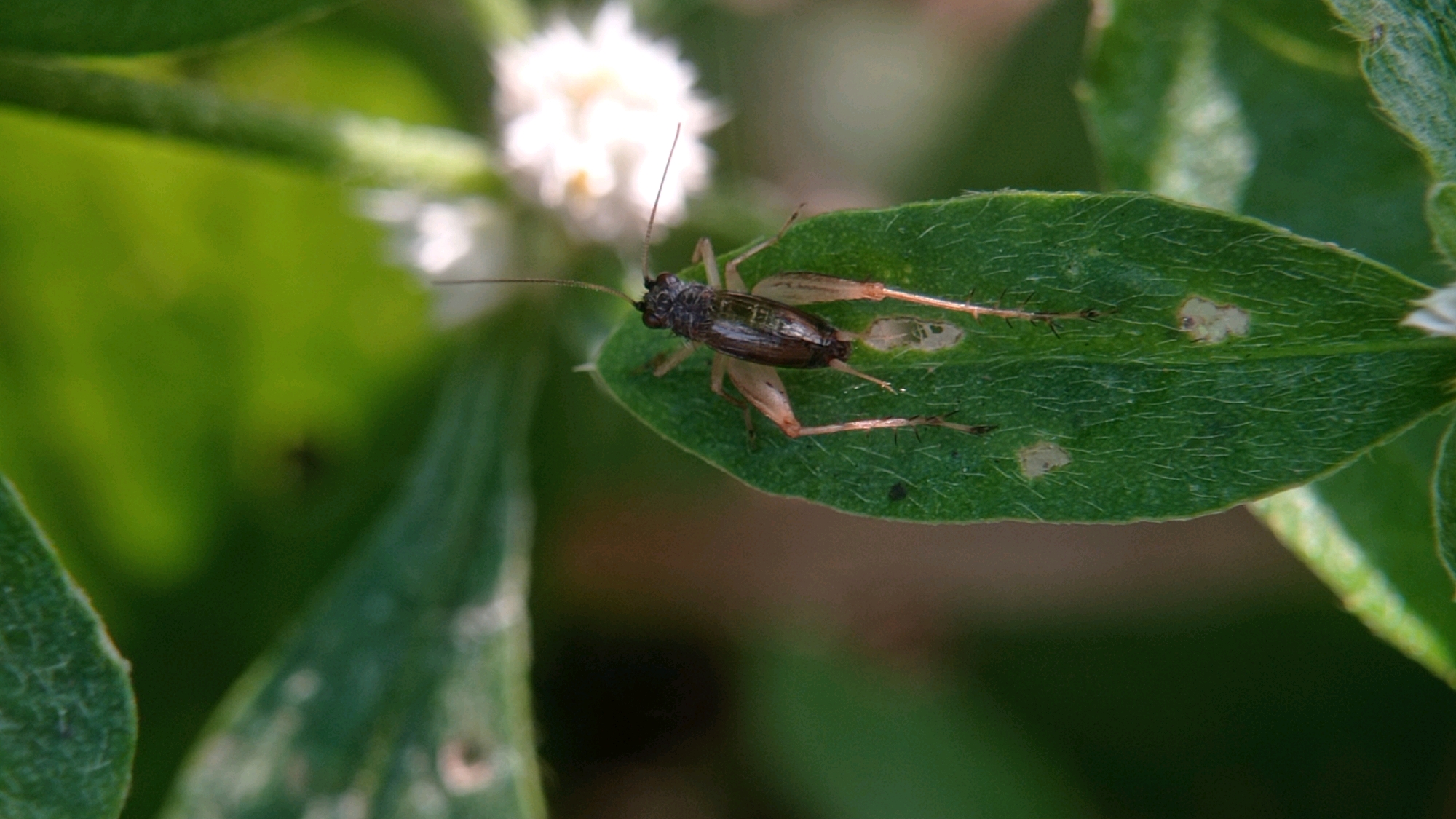 A dark brown cricket with long antennae rests on a green leaf. The cricket is positioned horizontally on the leaf, facing left. Its body is segmented and its legs are extended. The leaf has a textured surface and several lighter green spots. In the background, a blurry white flower with a fuzzy texture is visible. The overall environment appears to be a natural, outdoor setting with lush green foliage. The location is Bedali, Indonesia.