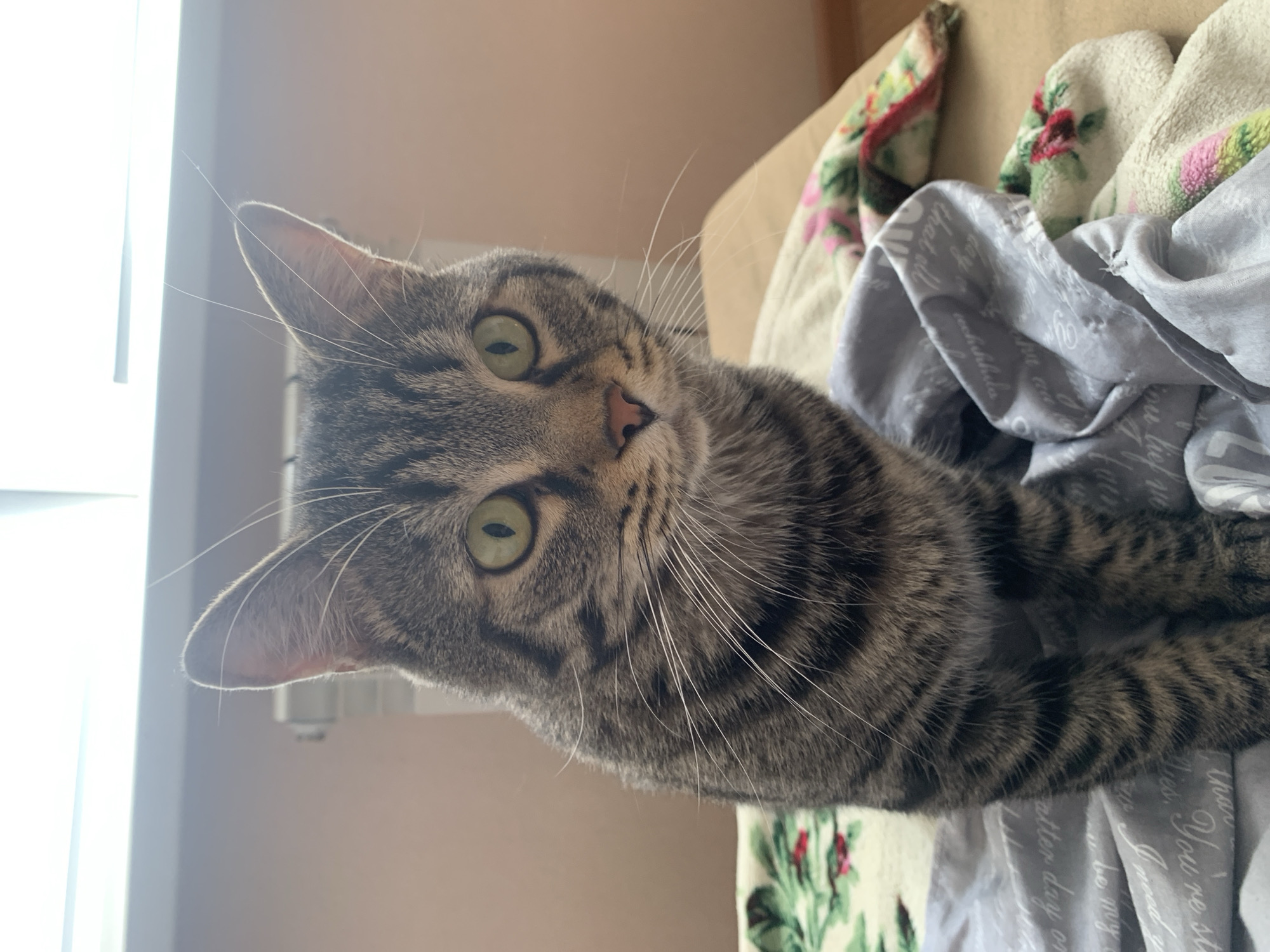 The image is a close-up shot of a tabby cat, focusing primarily on its head and upper body. The cat has a brown and grey striped coat, light green eyes, and long white whiskers. It appears to be lying on or near some soft fabrics; a patterned blanket or towel with red and green floral designs is visible, as is a grey fabric with white text. The environment surrounding the cat includes a wall, suggesting an indoor setting. The image is lit by natural light, with a window visible in the background on the left-hand side.