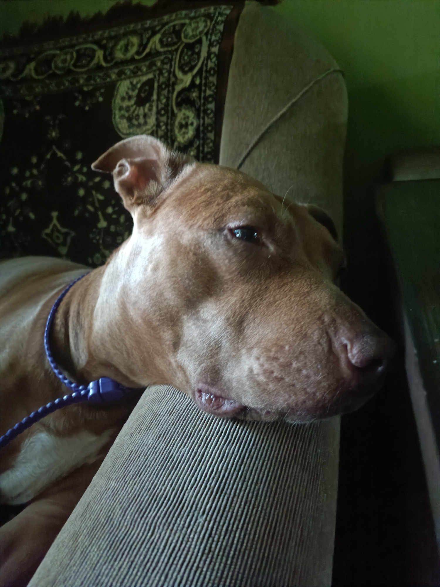 A close-up, horizontal shot captures a medium-sized, tan-colored dog, likely a pit bull mix, resting on a textured, beige upholstered piece of furniture, possibly a couch or chair. The dog's head is turned to the right, with its eyes partially closed and its mouth slightly open, revealing its teeth. A purple braided collar with a blue connector is visible around its neck. In the background, a dark-colored rug with an ornate pattern hangs on a wall, and a bright green wall is visible to the right. The lighting is dim, casting shadows and highlighting the dog's features. The scene appears to be indoors, in a residential setting.