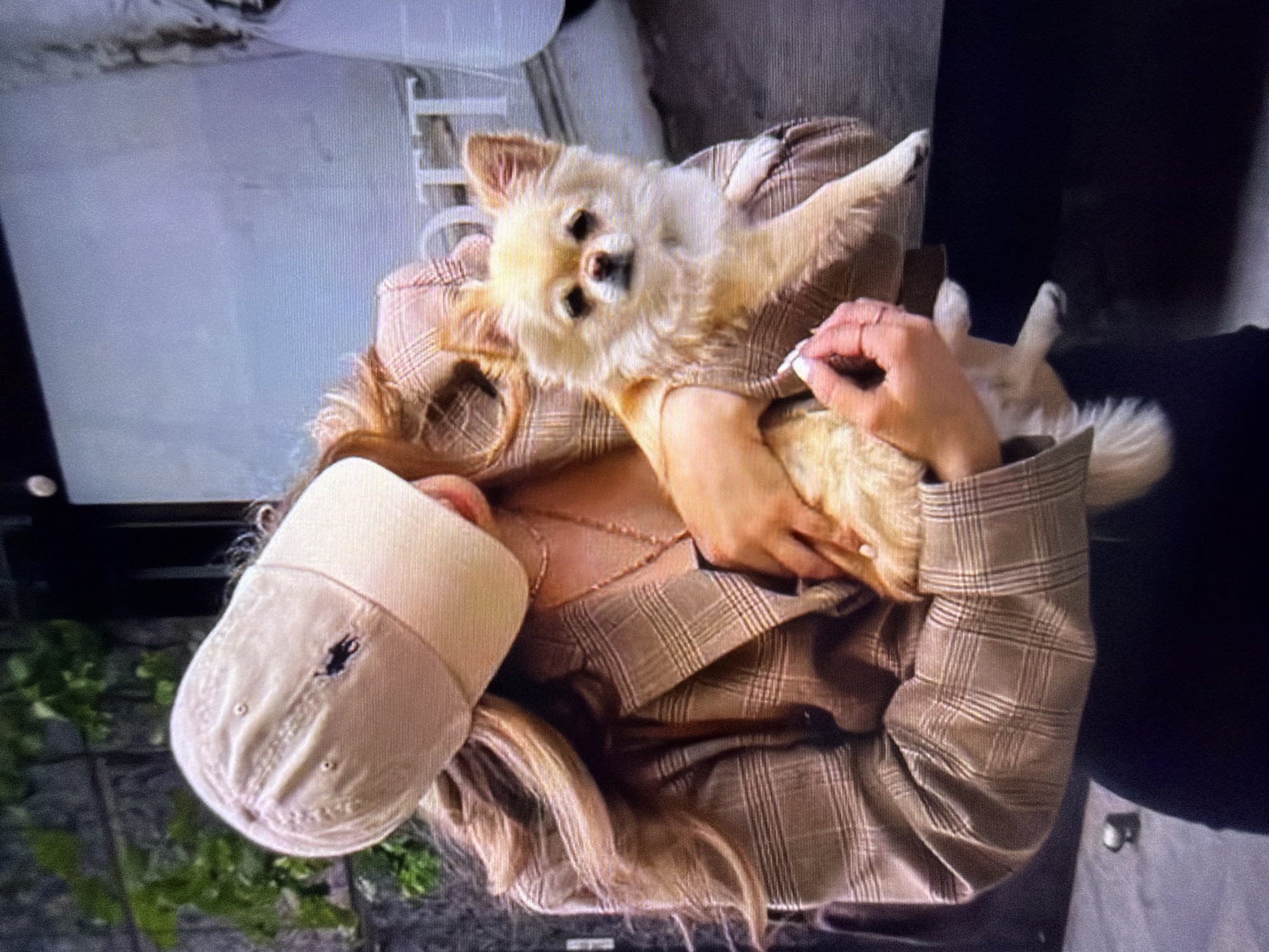 The image shows a person holding a small, light-colored dog. The person is wearing a beige baseball cap with a dark logo and a beige plaid jacket. The dog, which appears to be a Pomeranian or a similar breed, is light brown with dark eyes and a pink nose. The dog is held up by the person, and its body is partially visible.
The background is blurred, but appears to be an indoor or partially covered outdoor setting with some greenery visible. The lighting suggests it might be daytime. The overall mood seems casual and affectionate, given the way the person is holding the dog. There is no visible text in the image. The context provided indicates the location is Beșalma, Moldova.