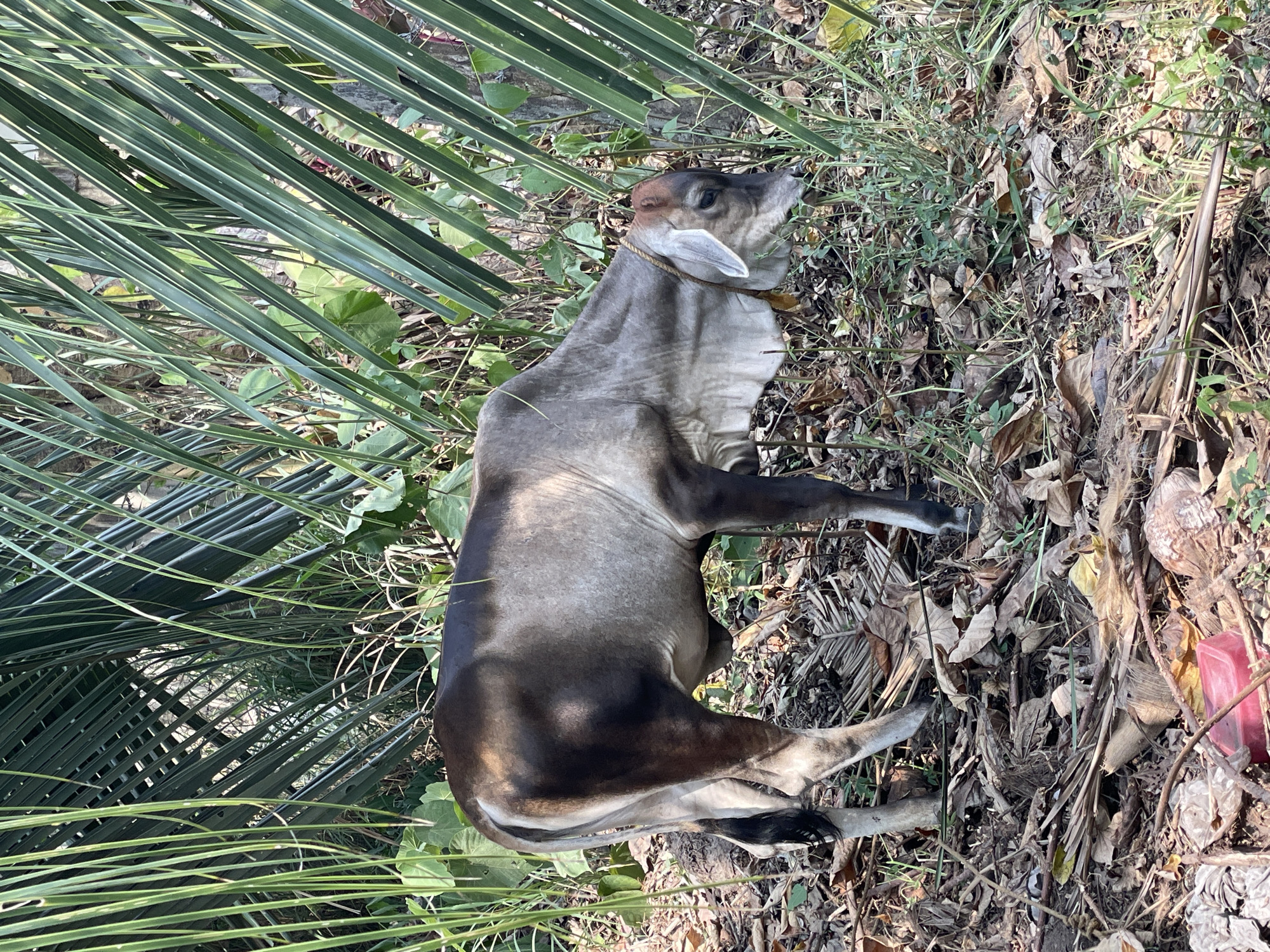 Bacong, Philippines. A gray-brown calf lies in vegetation composed of grasses, leaves, and palm fronds. The calf is lying on its side, its legs extended. A rope collar is visible around its neck. A red plastic container is visible in the background.