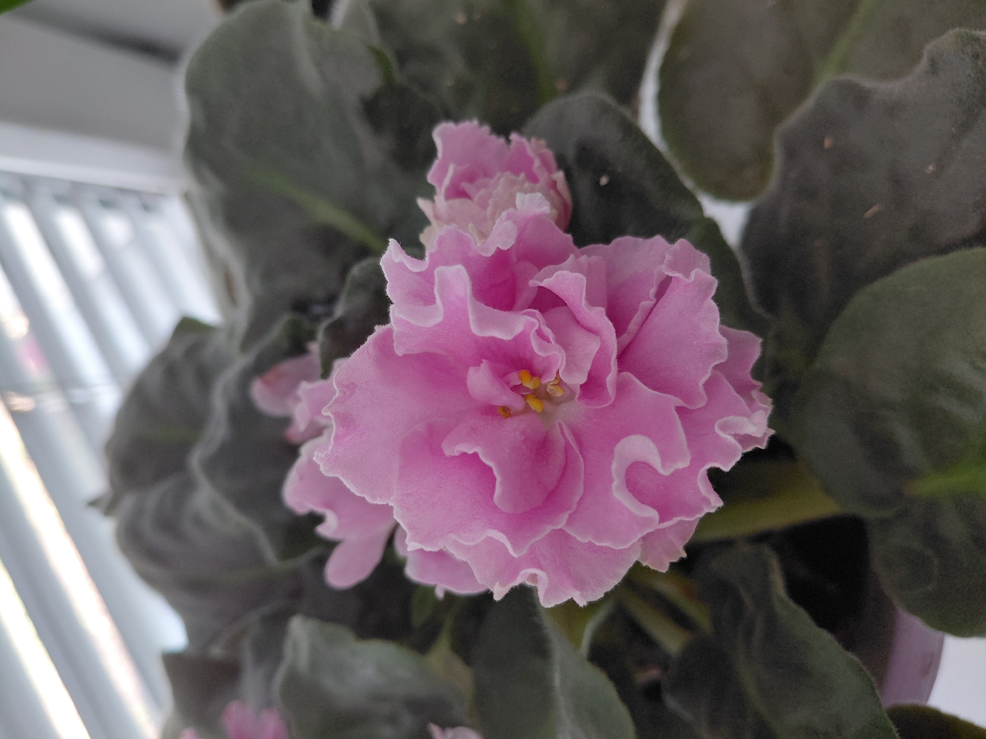 A close-up, slightly angled shot captures a light pink African violet bloom with ruffled petals, centered in the frame. The flower has a yellow stamen visible in its center. Dark green, fuzzy leaves surround the blossom, some of which are out of focus. The background shows a blurred white and gray striped pattern, likely blinds, and hints of light. The setting is indoors, and while no specific location in Novosyolovo, Russia, can be determined, the presence of a houseplant suggests a domestic environment. No people or actions are depicted.