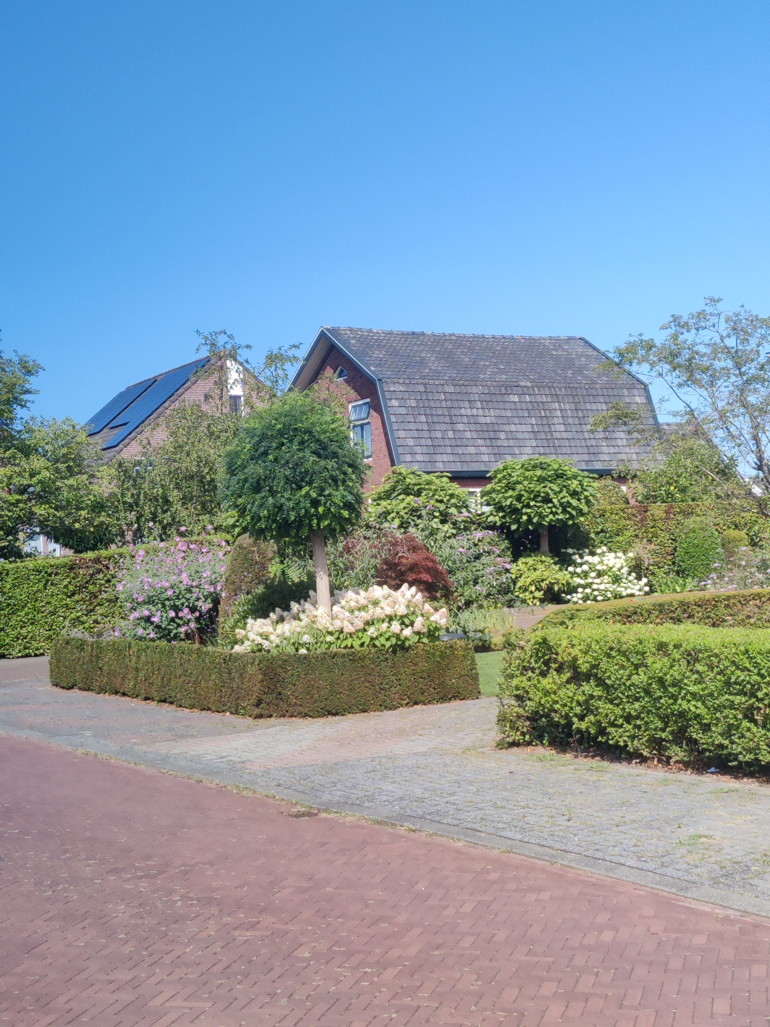 A sunlit, outdoor, eye-level, medium shot captures a picturesque residential scene in Winterswijk, Netherlands. The foreground is dominated by a paved pathway made of reddish-brown bricks, with a section of grey interlocking pavers to its right. The pathway curves gently towards the right and appears to lead to a sidewalk. Beyond the pathway lies a meticulously maintained garden, characterized by a variety of lush green hedges. In the mid-ground, a larger, multi-story brick house with a dark, textured roof is partially visible. Two dormer windows are present on the side of the house facing the viewer. A portion of a second, slightly shorter house with solar panels on its roof is visible to the left of the main house. The garden itself is a tapestry of greenery and floral elements. A prominently featured, rounded tree stands in the center of the garden, its trunk light-colored. Surrounding this tree are clusters of white flowers, some appearing to be hydrangeas, and a bush with small, light purple flowers. Behind the hedges and the main house, more mature trees with dense foliage create a verdant backdrop. The sky above is a clear, bright blue, indicating a sunny day. There are no people or animals visible in the frame. The overall impression is one of a well-kept, suburban or semi-rural property in a Dutch town.