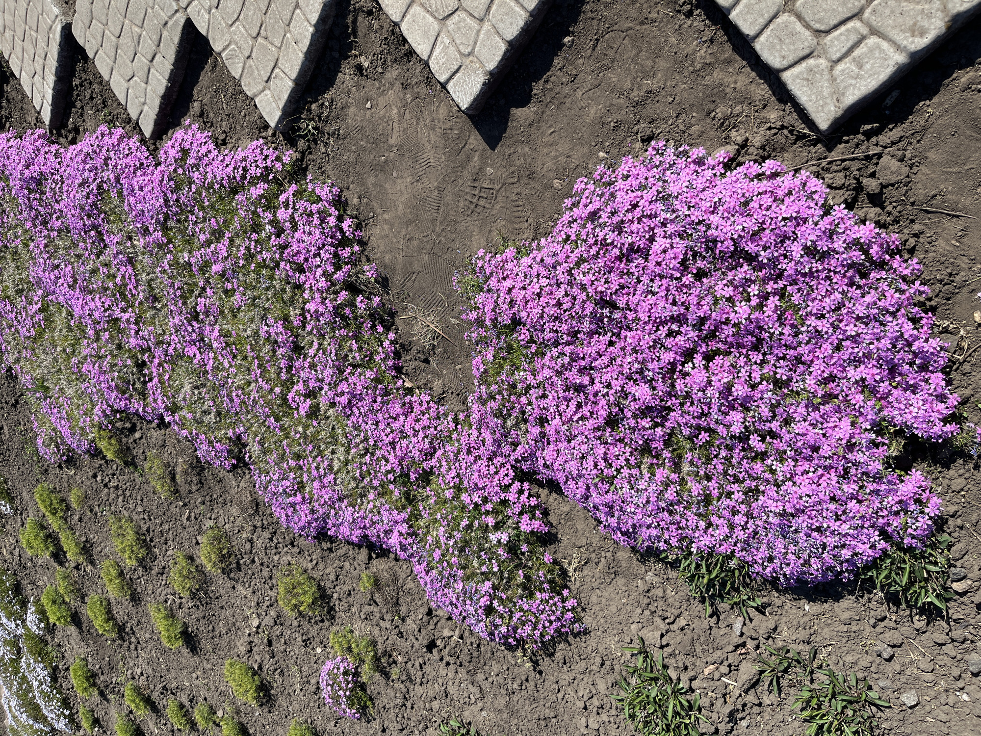 The image shows a flower bed in what appears to be a park or garden. A row of paving stones borders the top of the image. Below, there is dark soil with two patches of vibrant purple creeping phlox flowers. In the bottom left, rows of small green plants are visible. The scene is outdoors in daylight. There are footprints visible in the dirt, suggesting recent human activity. The location is in the city of Kryvyi Rih, Ukraine.