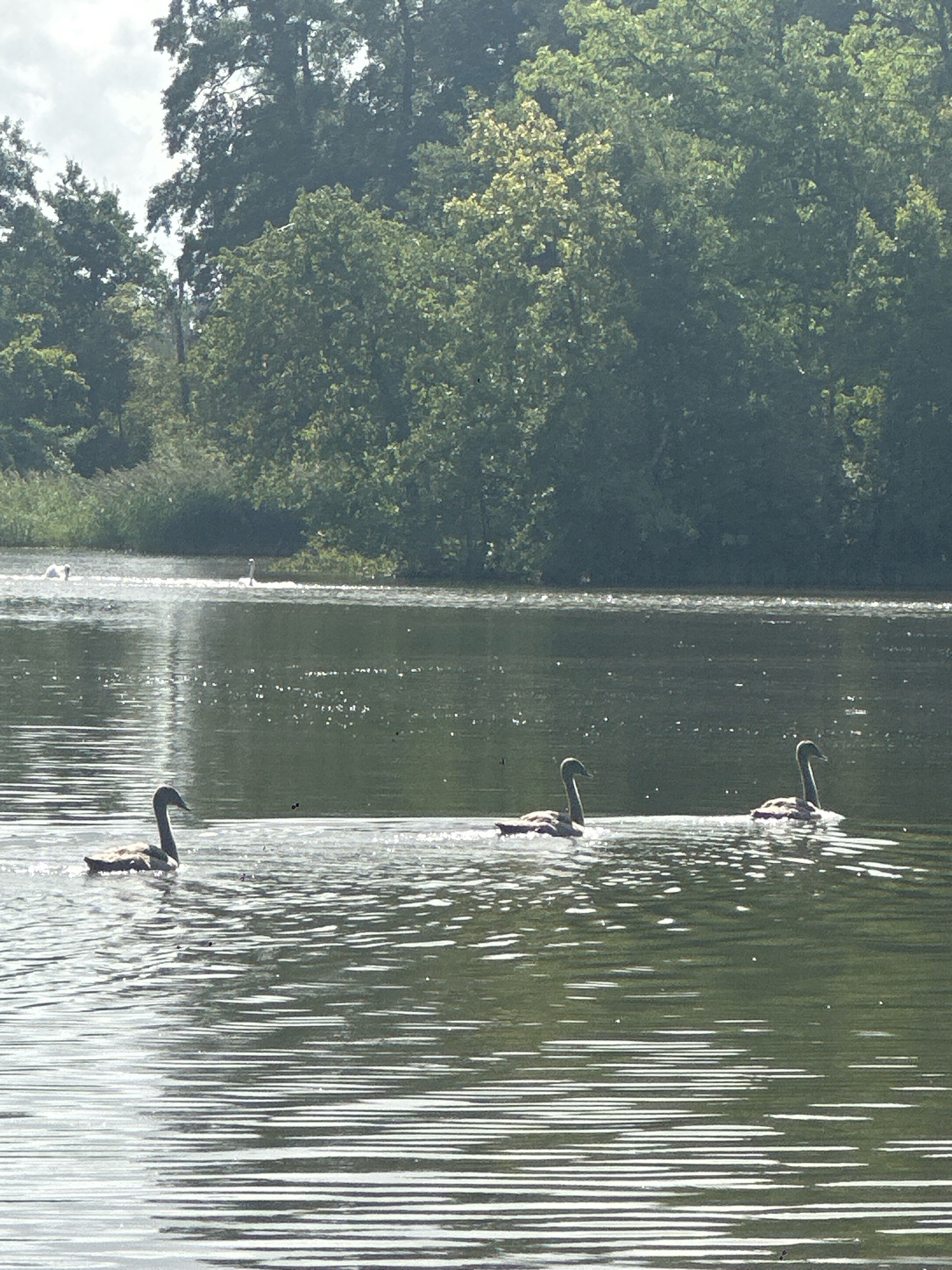 A body of water reflects the dappled sunlight filtering through a dense canopy of green trees lining the far bank. In the foreground, three swans, appearing to be cygnets with their downy feathers, swim from left to right in a single file line. The water is rippled, creating a pattern of light and shadow across its surface. Further in the distance, two adult swans, distinguishable by their white plumage, are also present on the water. The background is dominated by the lush green foliage of trees and the sky above is overcast. The scene is peaceful and natural.