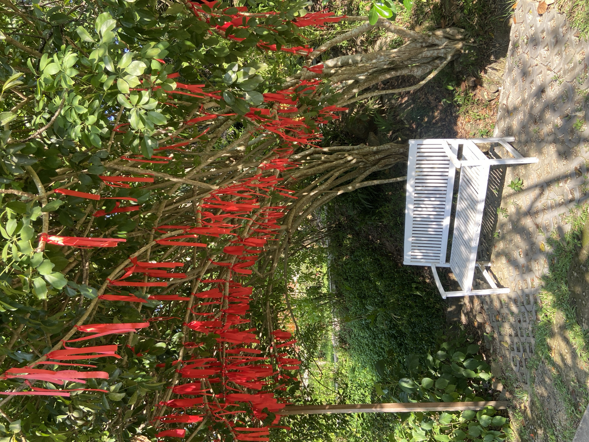 In Hoa Thang Ward, Vietnam, a tranquil scene unfolds beneath a large tree adorned with numerous bright red ribbons tied to its branches. The ribbons, varying in length, flutter gently, creating a festive and spiritual atmosphere. In the foreground, a white wooden bench sits on a paved area made of interlocking bricks interspersed with grass and small stones. The bench faces towards the tree, inviting viewers to pause and appreciate the natural beauty and the symbolic adornments. Lush green foliage surrounds the bench and the tree, indicating a well-maintained outdoor space, likely a park or a garden. Sunlight filters through the leaves, casting dappled shadows on the ground and highlighting the vibrant red of the ribbons. The overall impression is one of peace and reverence, a place designed for quiet contemplation.