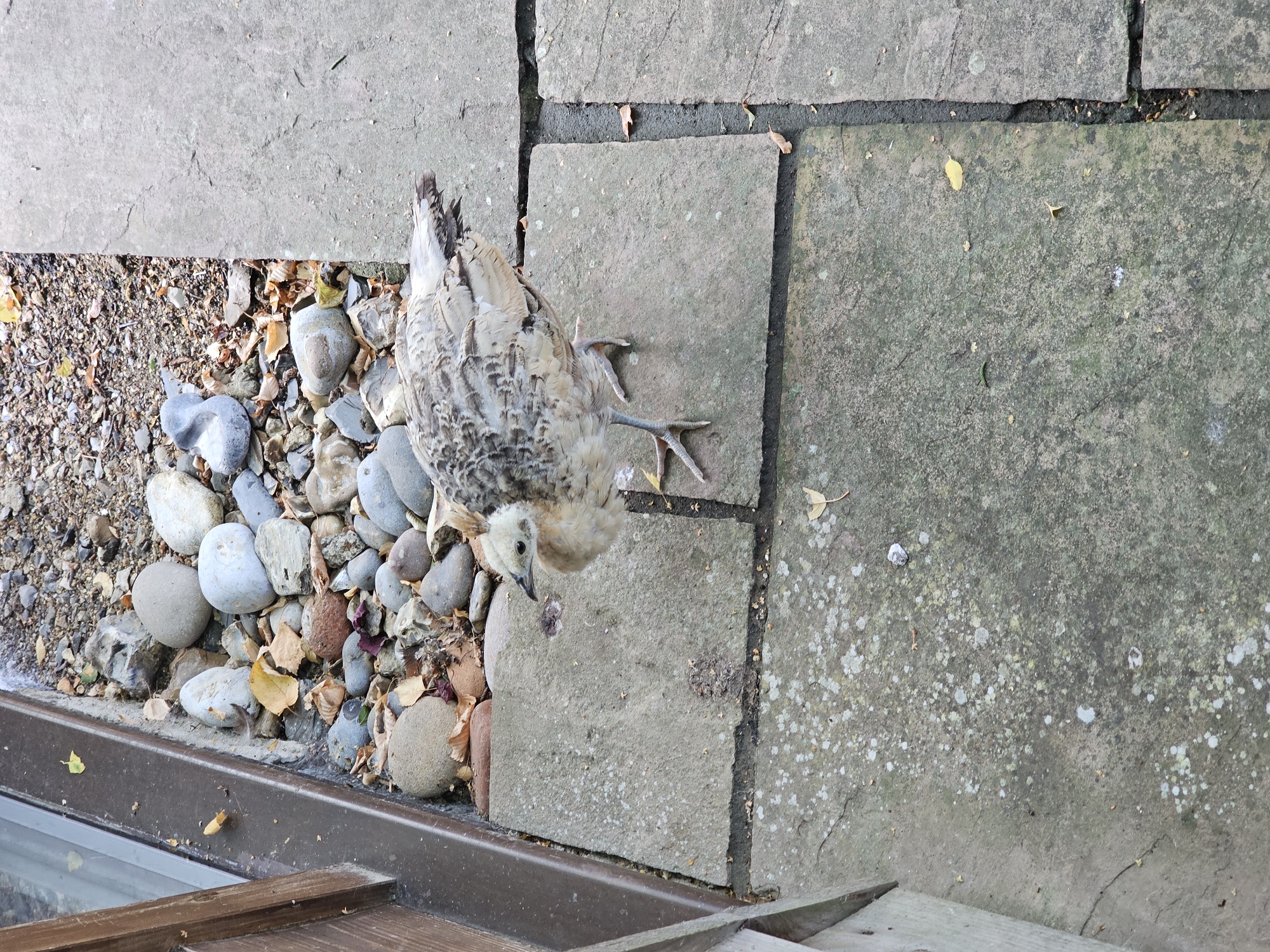A juvenile bird, possibly a peafowl chick, stands on a paved patio. The bird has light brown and white speckled plumage and is facing towards the left of the frame. Its legs and feet are visible, with three toes on each foot. The patio is made of large, grey stone slabs, some of which show signs of wear and lichen growth. Adjacent to the patio is a border of small stones and pebbles, with a few fallen leaves scattered around. A wooden-framed window or door is visible on the left edge of the image. The setting appears to be an outdoor residential area.