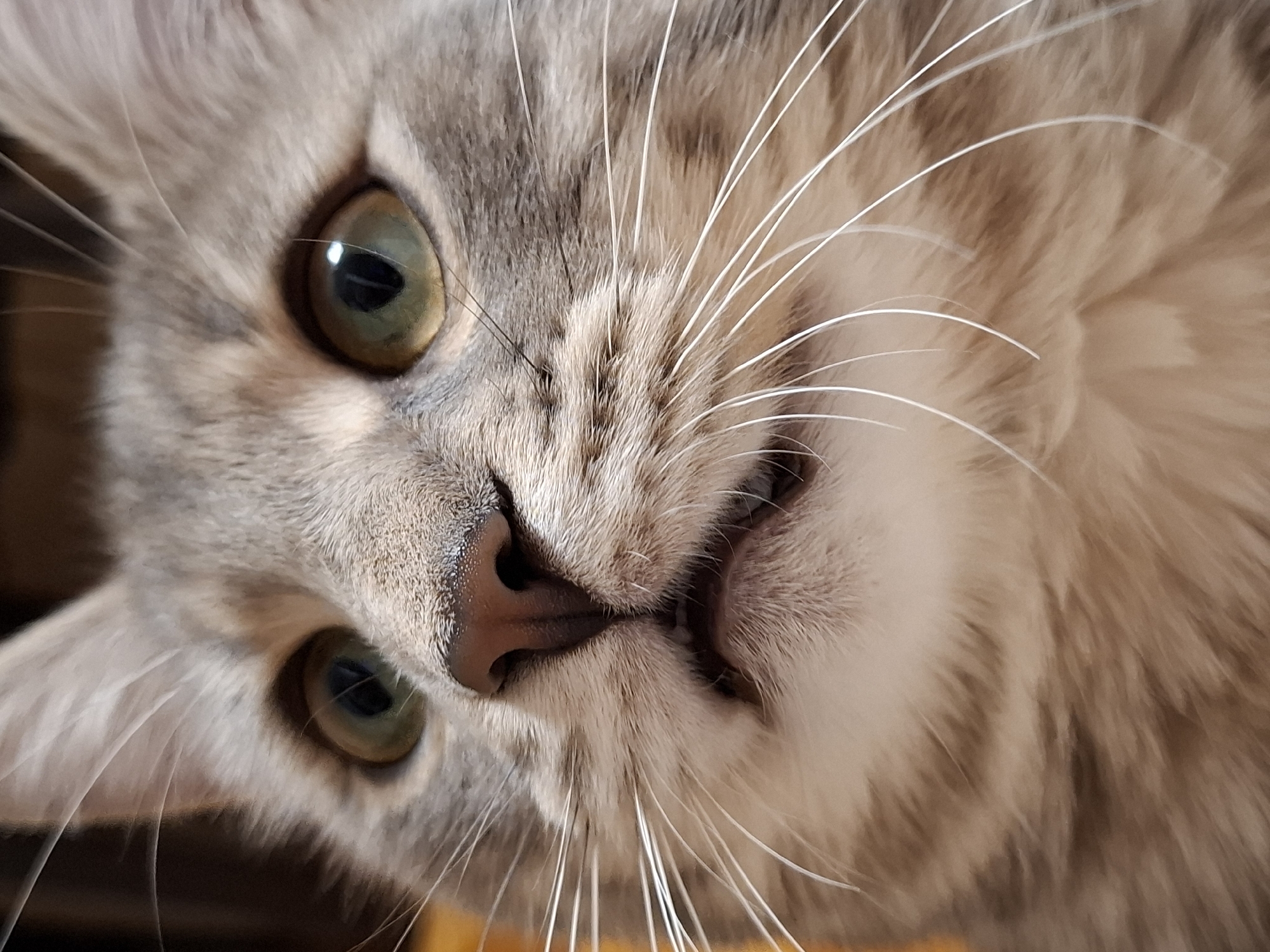 A close-up, tilted portrait of a gray tabby cat. The cat has green eyes, a pink nose, and long white whiskers. The background is out of focus. The image does not appear to be located in Novi Sad, Serbia.