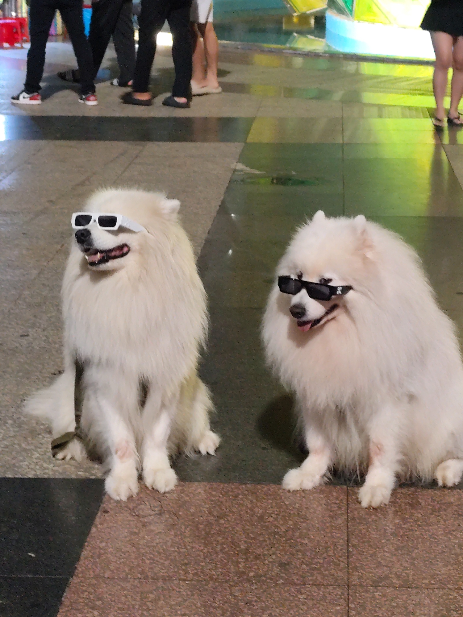 The image captures two fluffy, white dogs, likely Samoyeds, sitting attentively in an urban public space in Da Lat, Vietnam. Both dogs are sporting sunglasses, adding a whimsical touch to their appearance. The dog on the left wears white-framed sunglasses and looks towards the viewer with an open mouth, revealing its pink tongue and teeth. The dog on the right has black-framed sunglasses and is also looking towards the viewer, with its tongue slightly out. Their thick, white coats contrast with the tiled ground beneath them.
In the background, several people are visible, though mostly their legs and feet are in frame. They appear to be walking past the dogs. One person wears black pants and red and white sneakers, another has black pants and black slip-on shoes, and a third wears light-colored flip-flops with bare legs. The ground is a mix of brown, grey, and darker tiles, reflecting colorful lights from what appears to be a building or vibrant display in the distant background.
The setting appears to be an evening or nighttime scene, illuminated by artificial lights, which cast reflections on the polished floor. The overall atmosphere is lively and suggests a public area such as a market or promenade where people and their pets might gather. There is no visible text in the image.